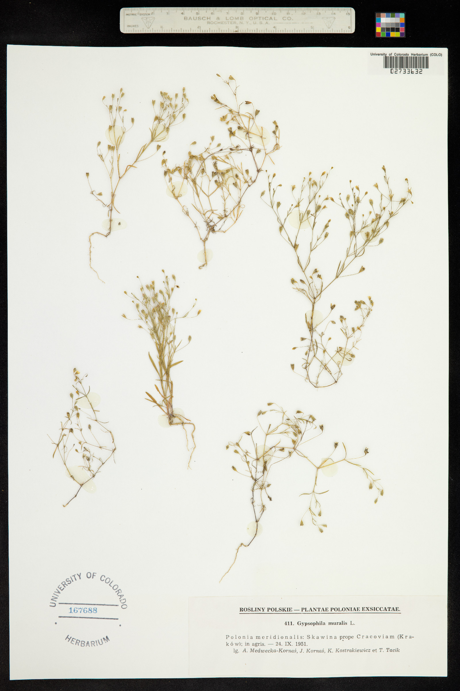 Gypsophila muralis image