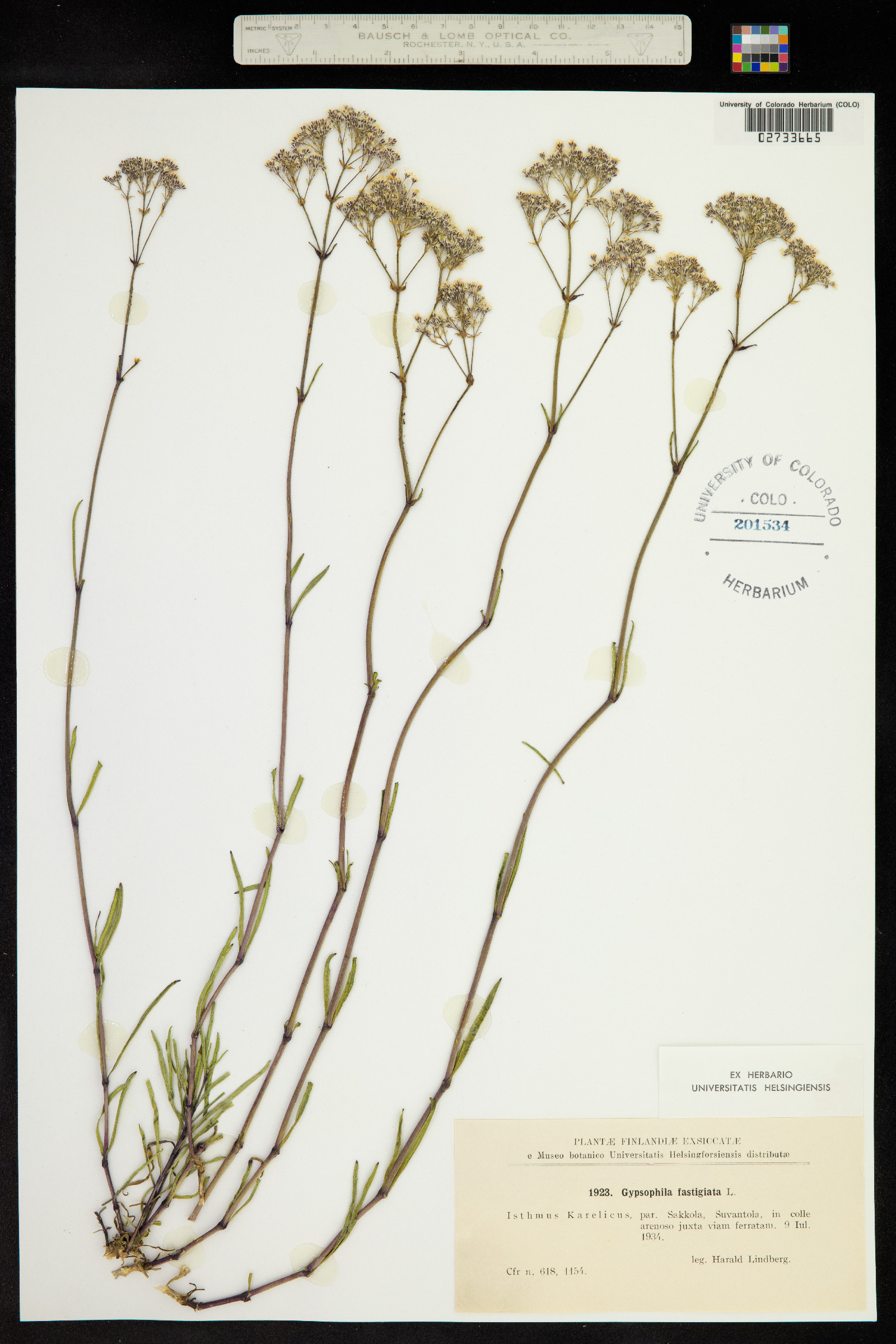 Gypsophila fastigiata image