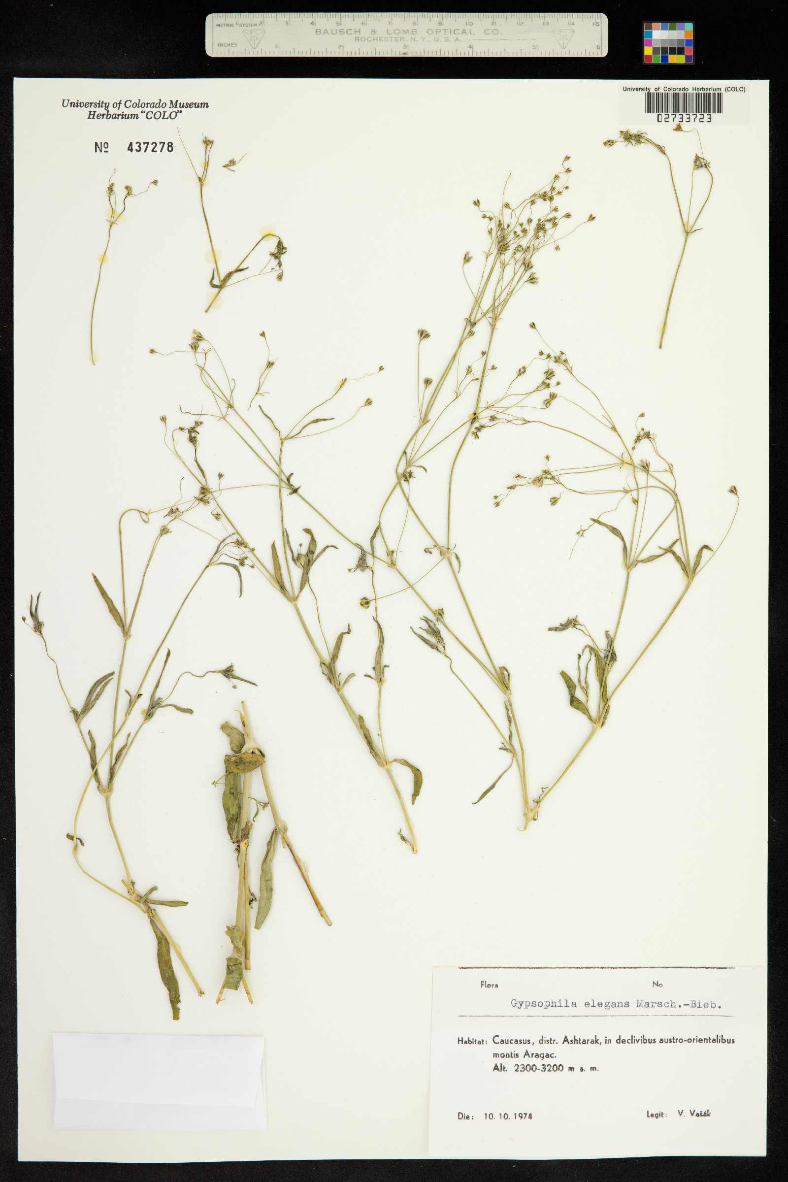 Gypsophila elegans image