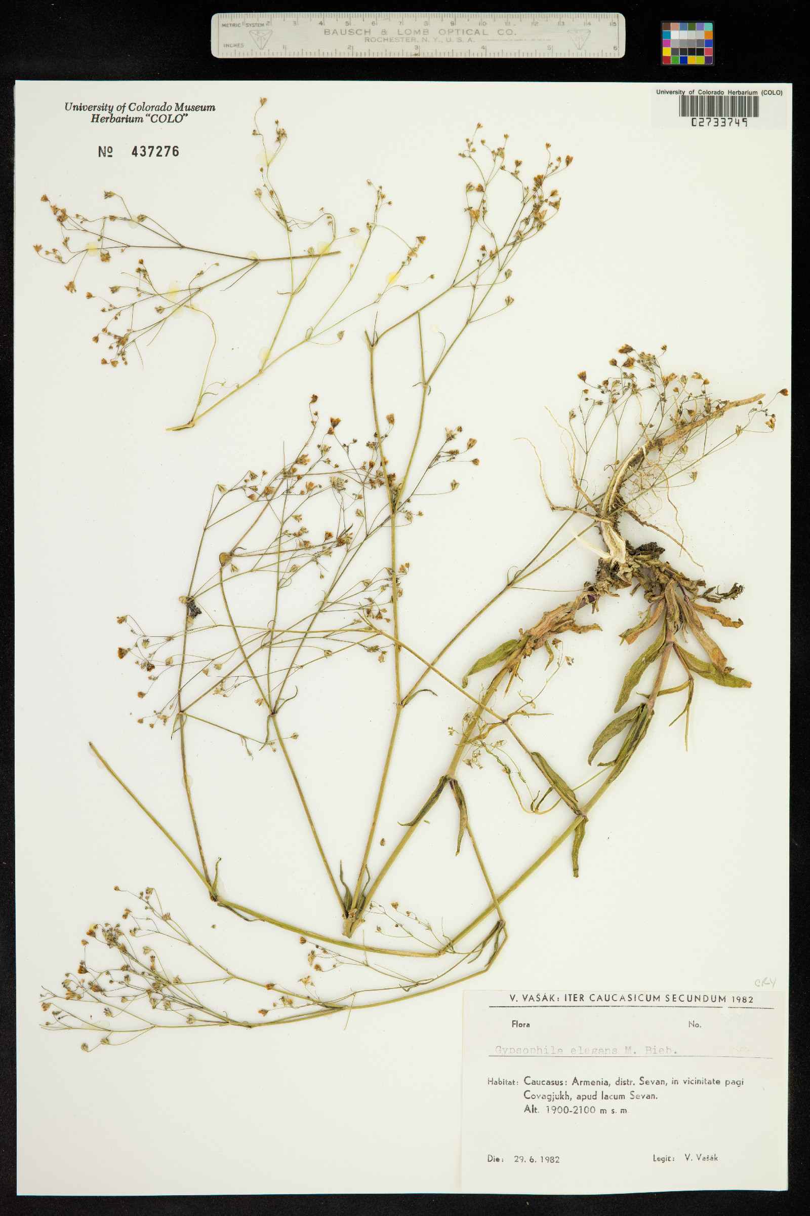 Gypsophila elegans image