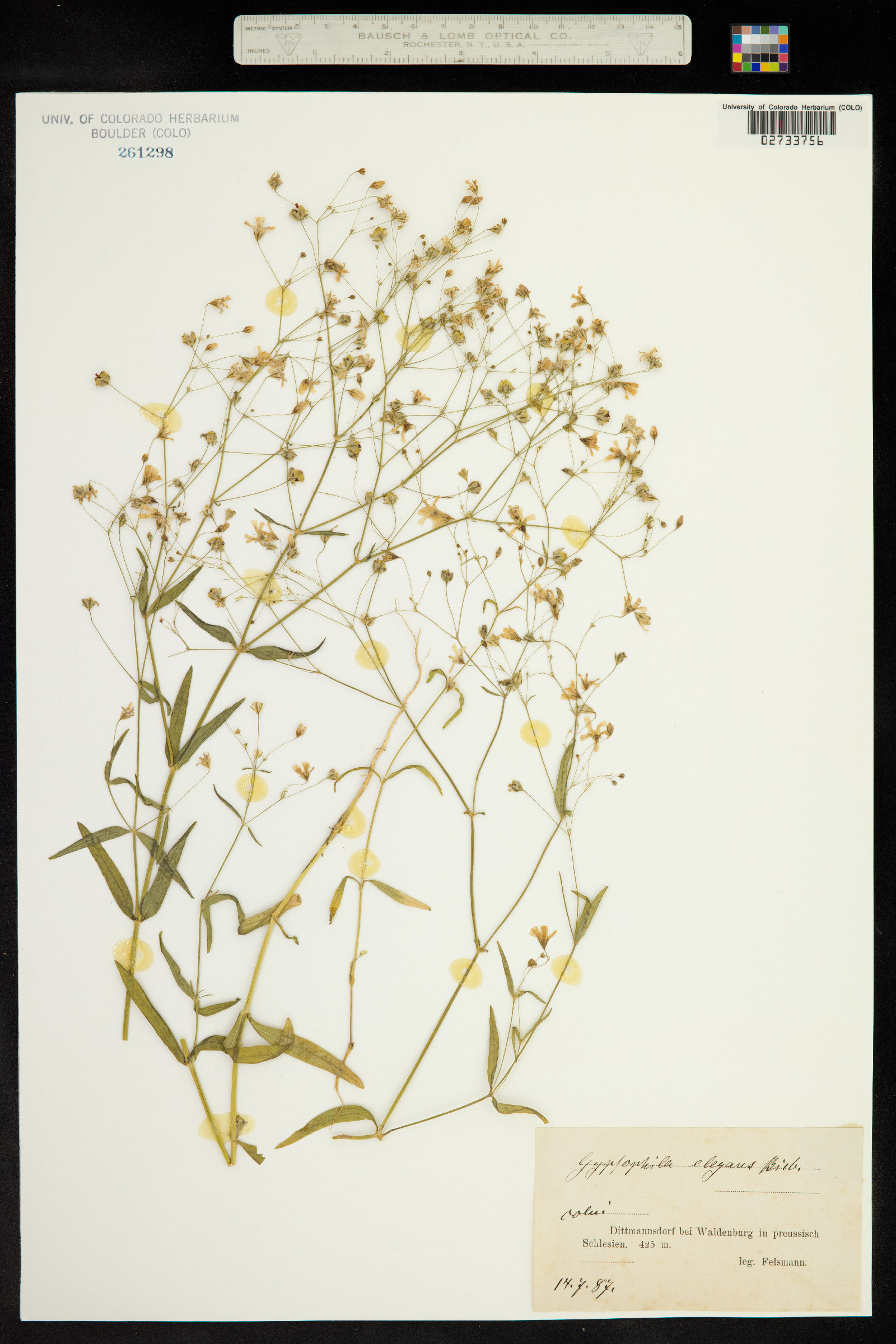 Gypsophila elegans image