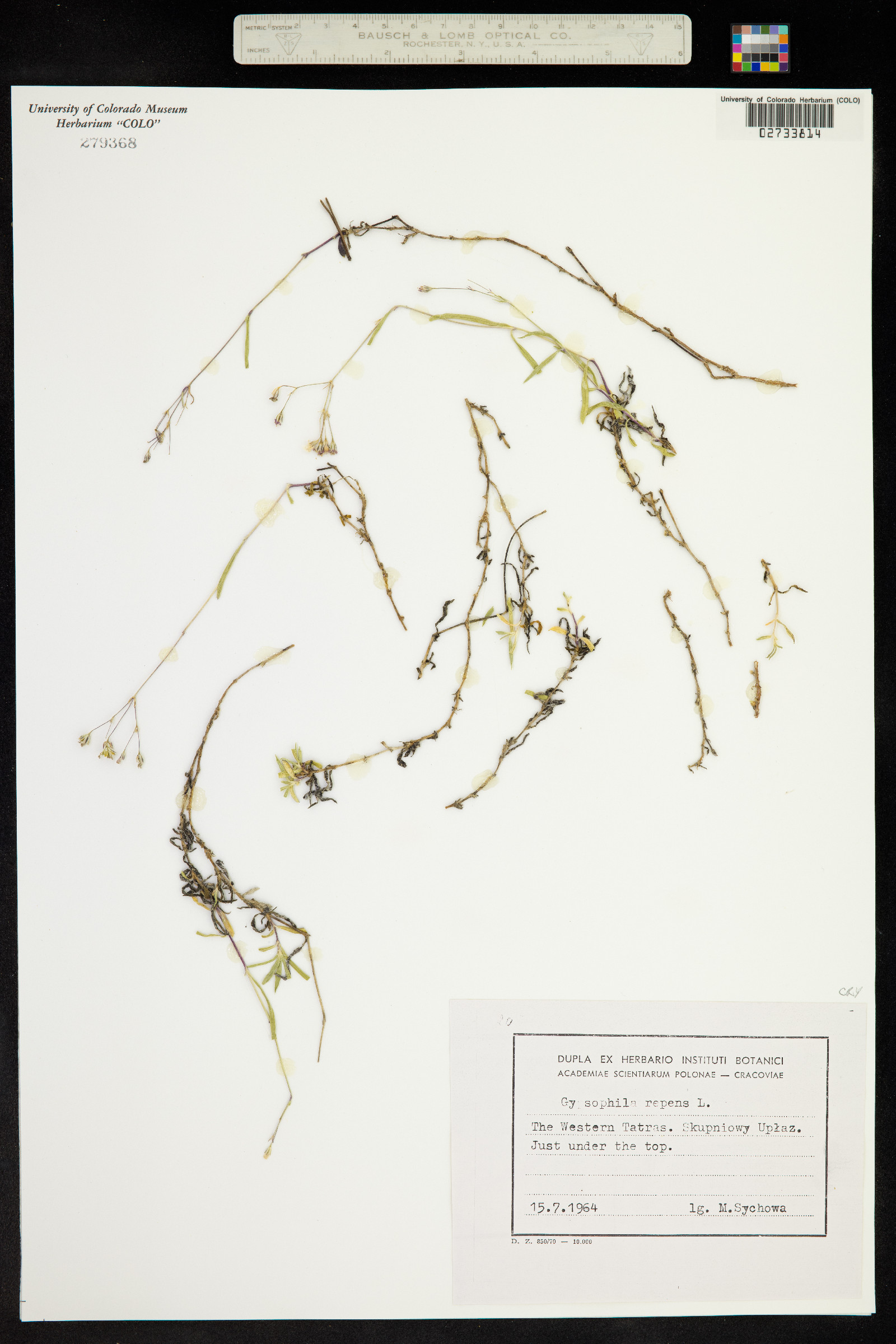 Gypsophila repens image
