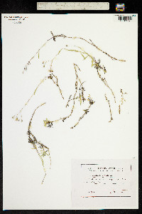 Image of Gypsophila repens