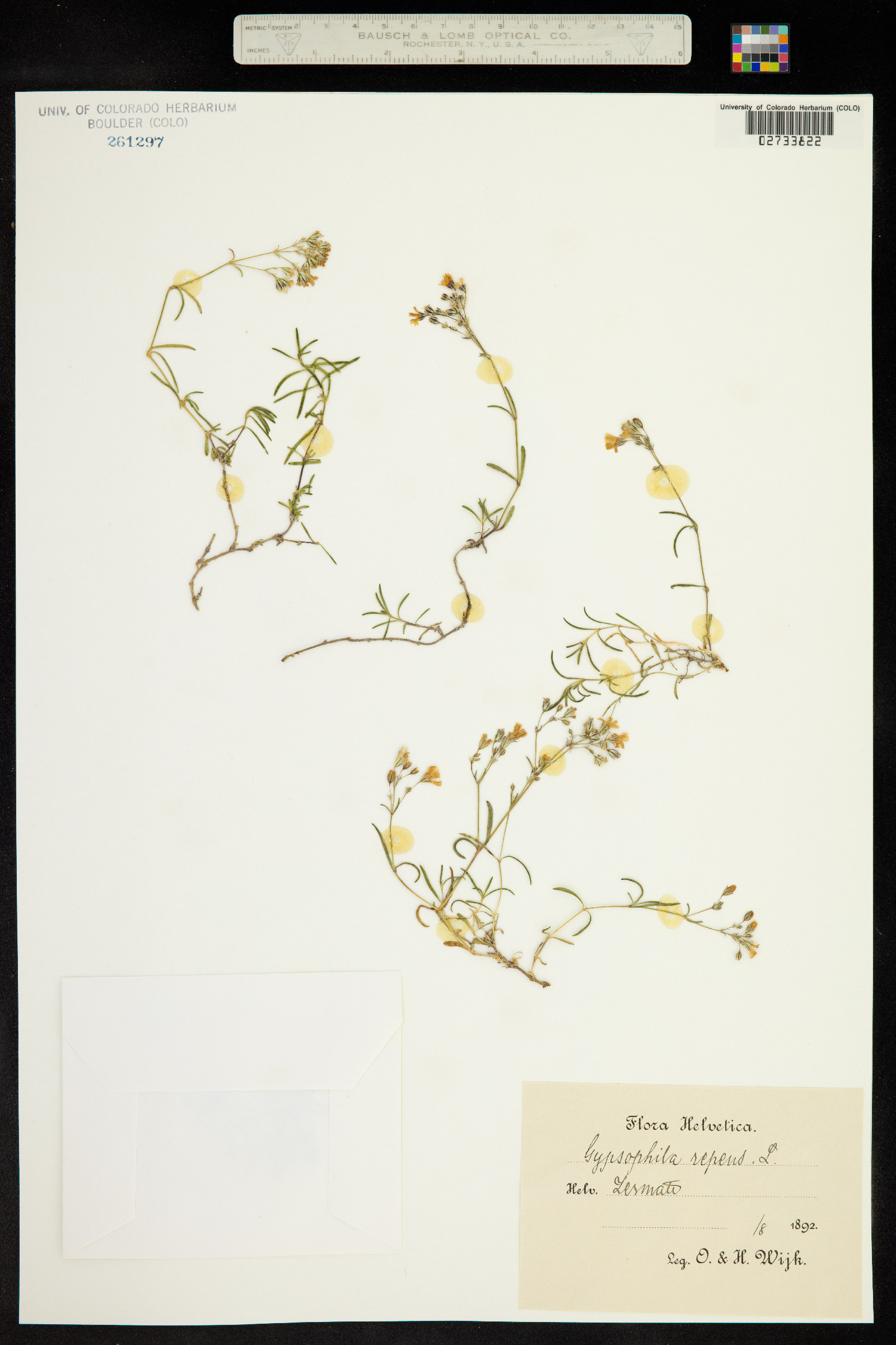 Gypsophila repens image