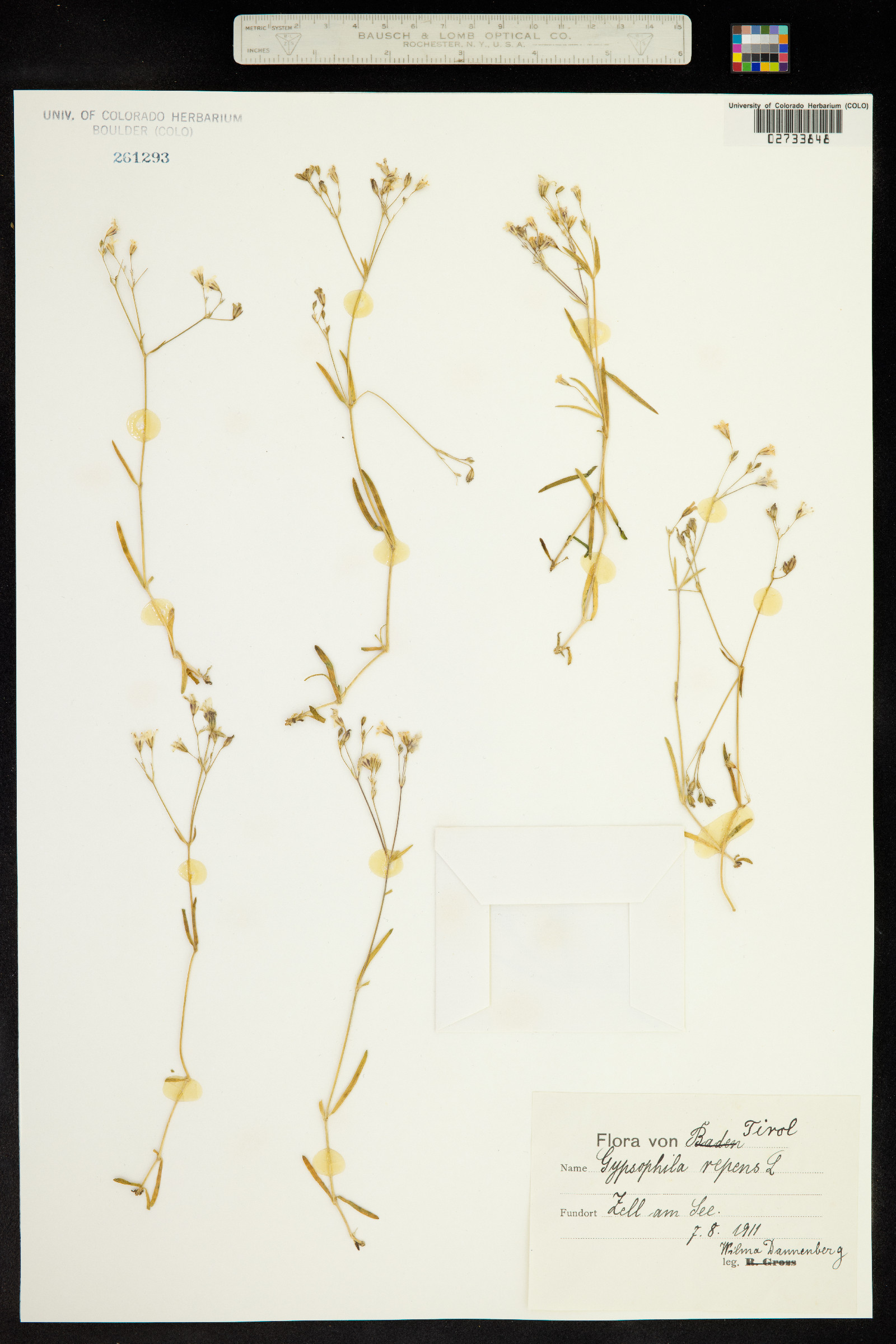 Gypsophila repens image