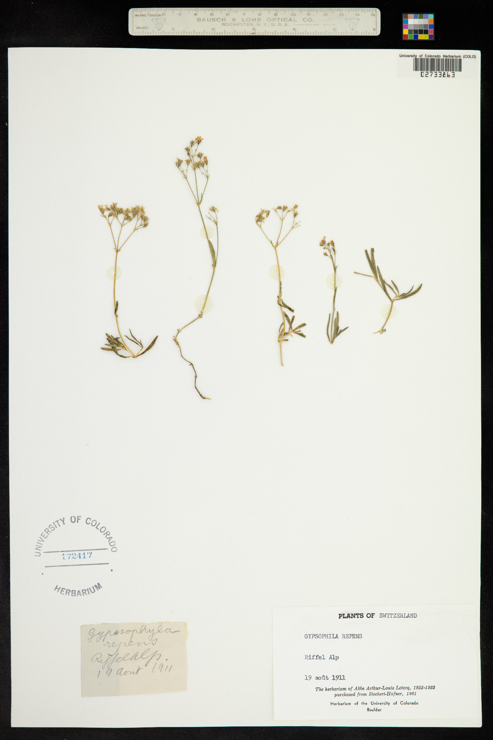 Gypsophila repens image