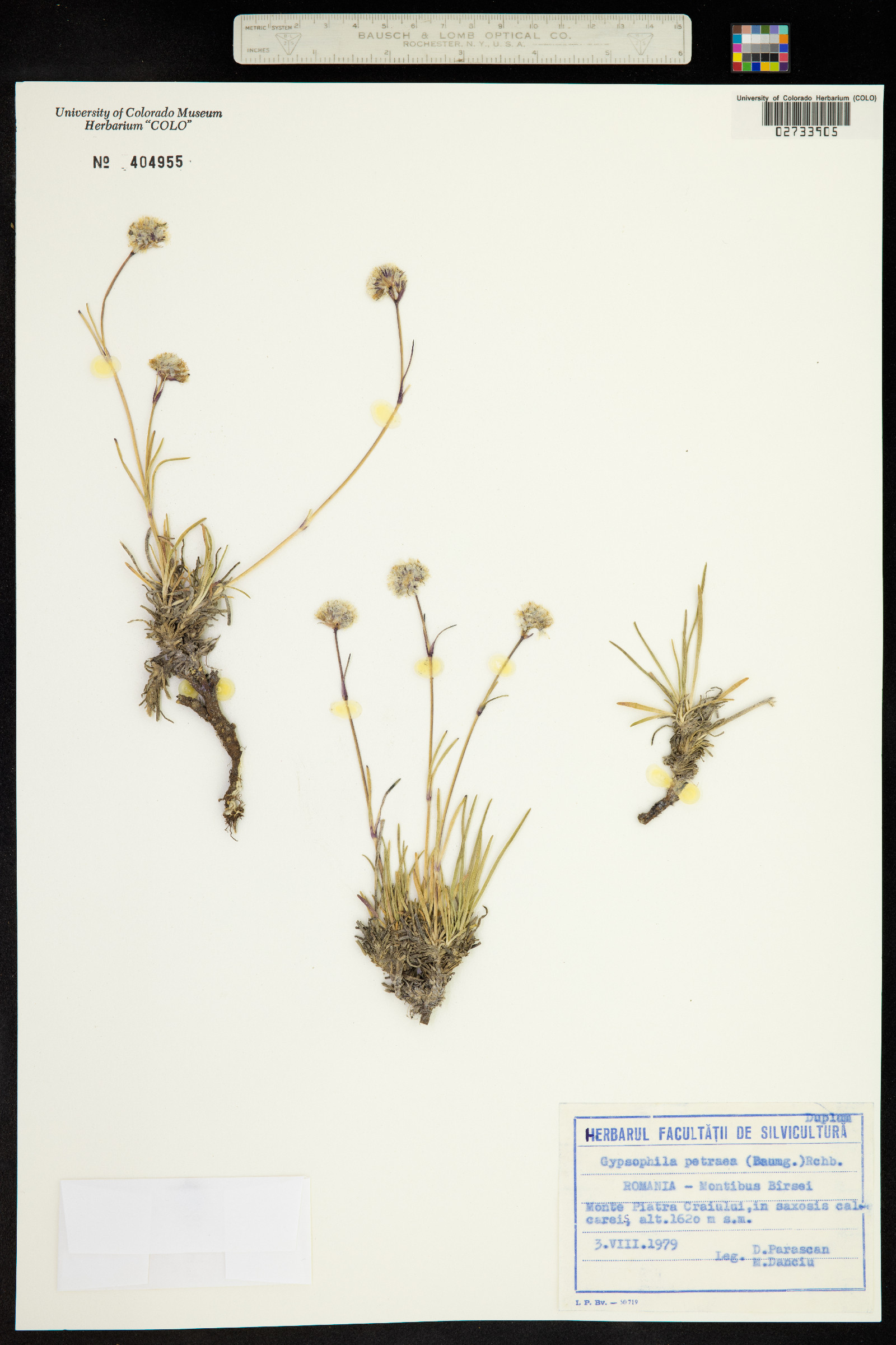 Gypsophila petraea image