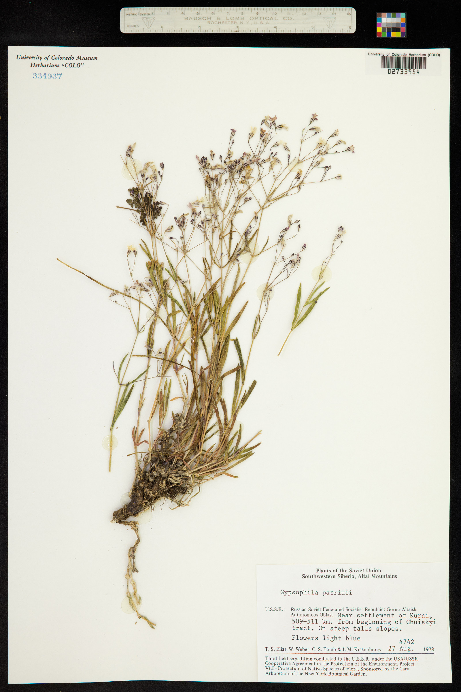 Gypsophila patrinii image