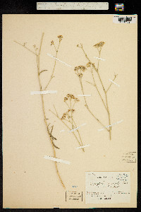 Image of Gypsophila acutifolia