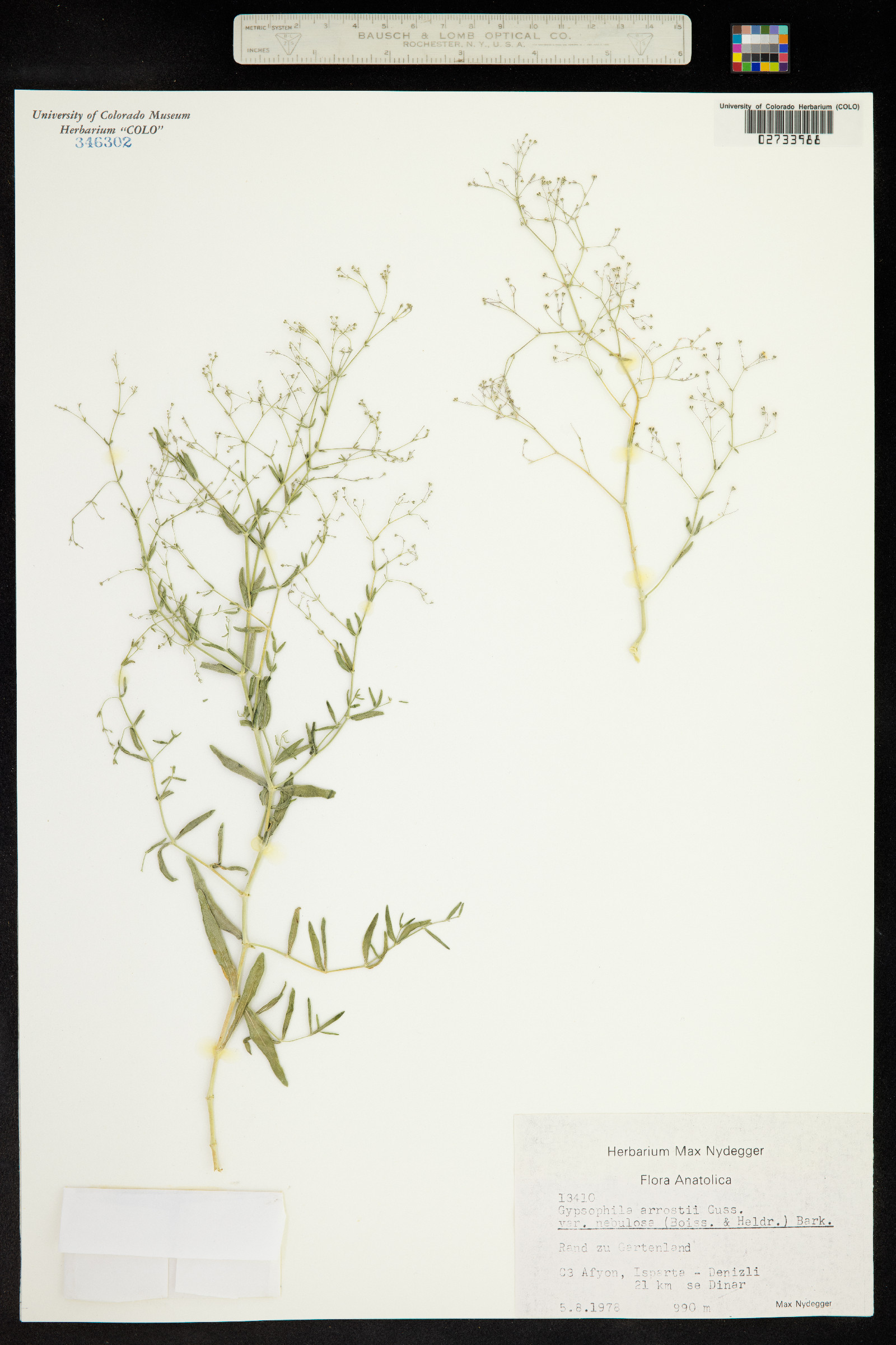 Gypsophila arrostii image