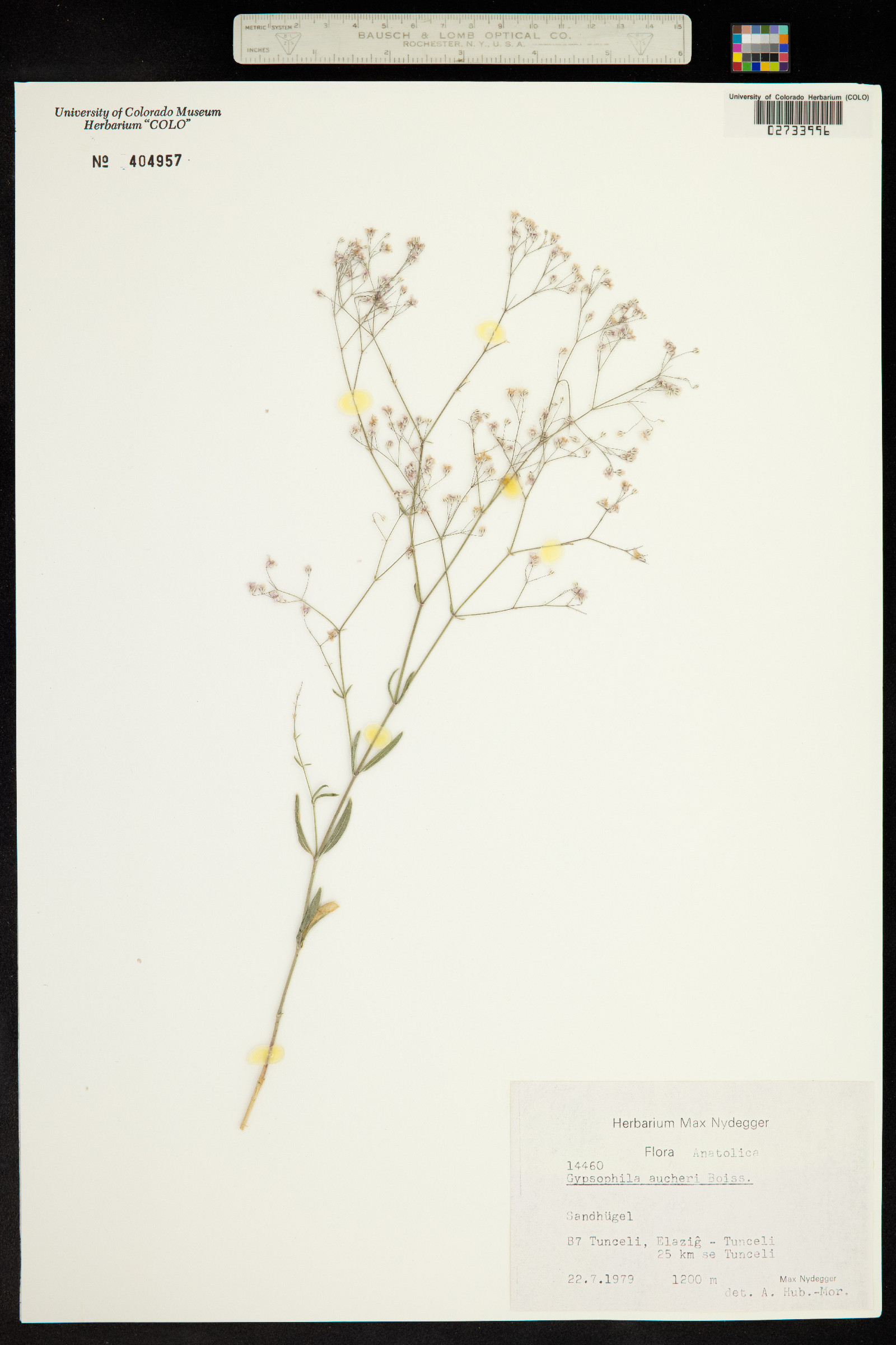 Gypsophila aucheri image