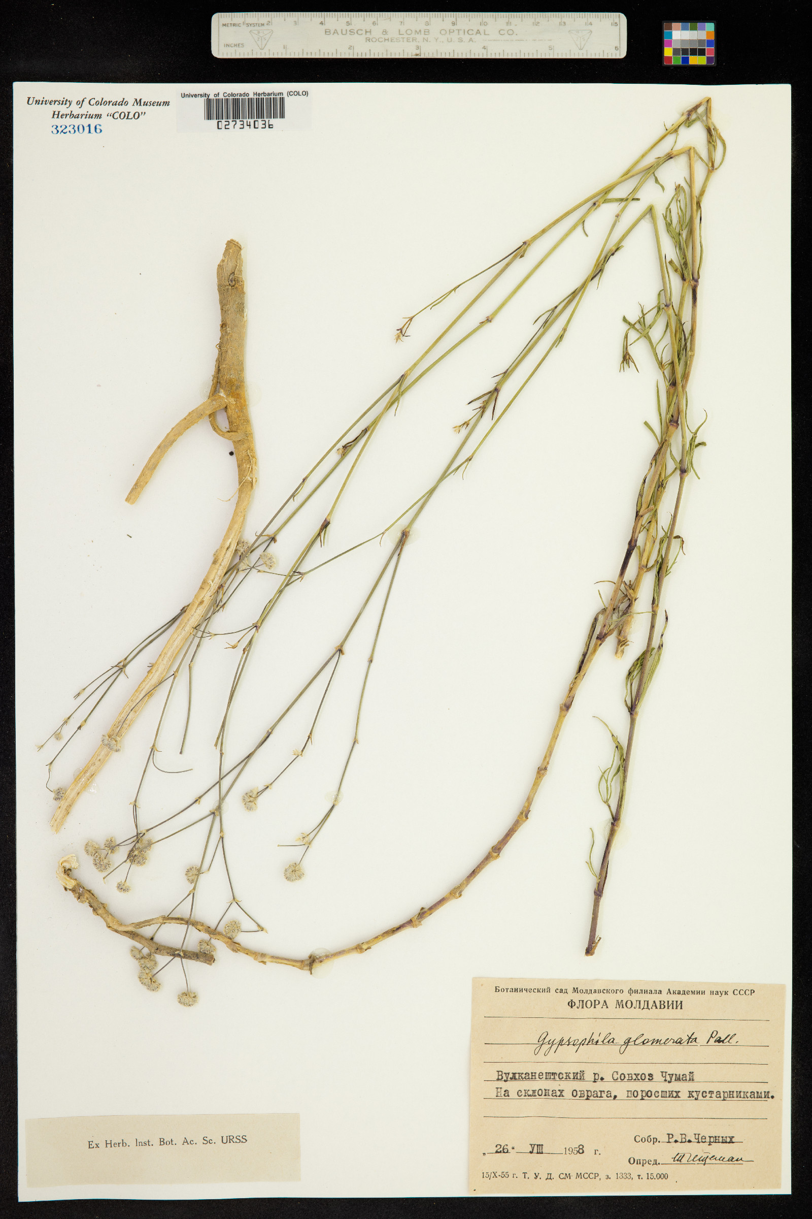 Gypsophila glomerata image