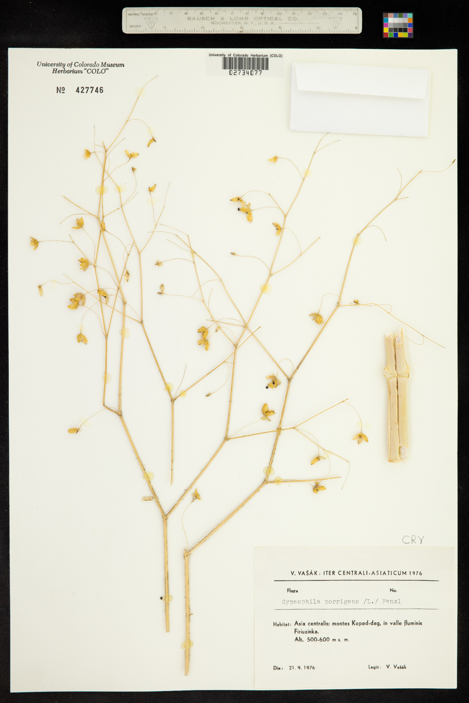 Gypsophila pilosa image
