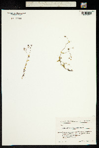 Gypsophila silenoides image