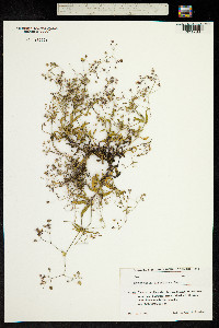 Gypsophila silenoides image