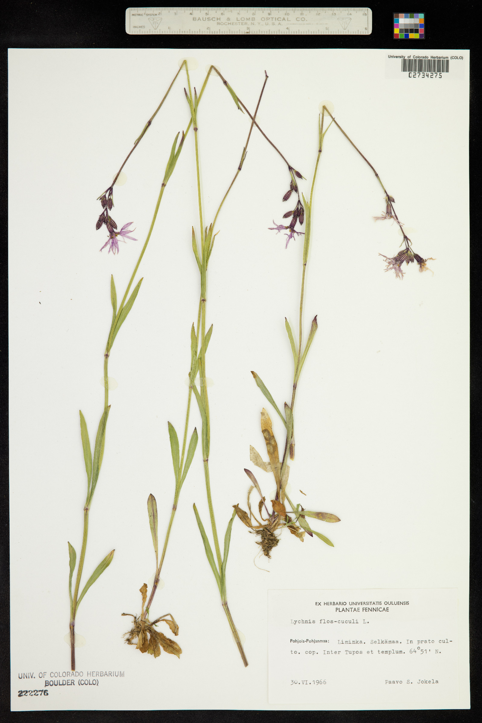 Silene flos-cuculi image