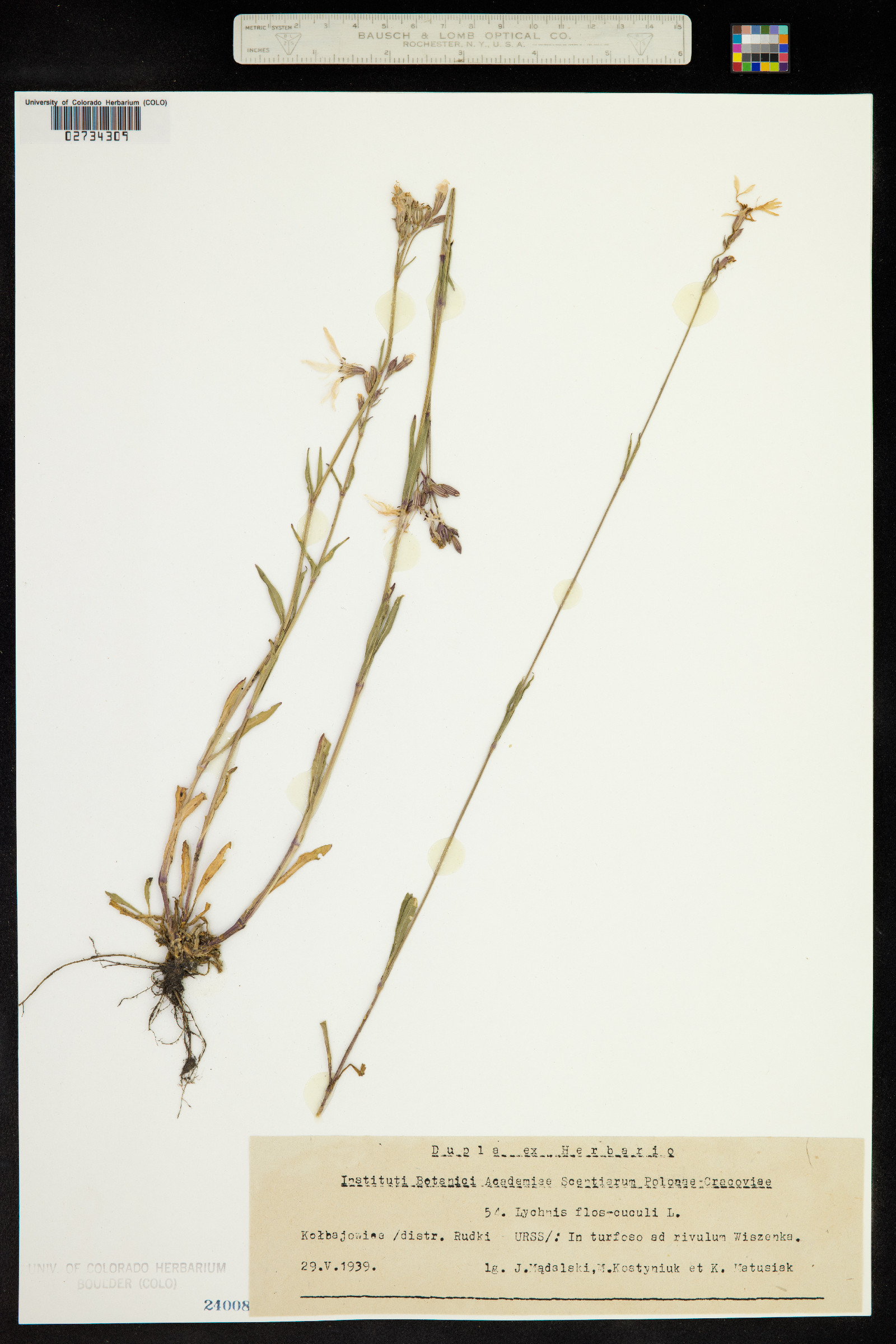 Silene flos-cuculi image