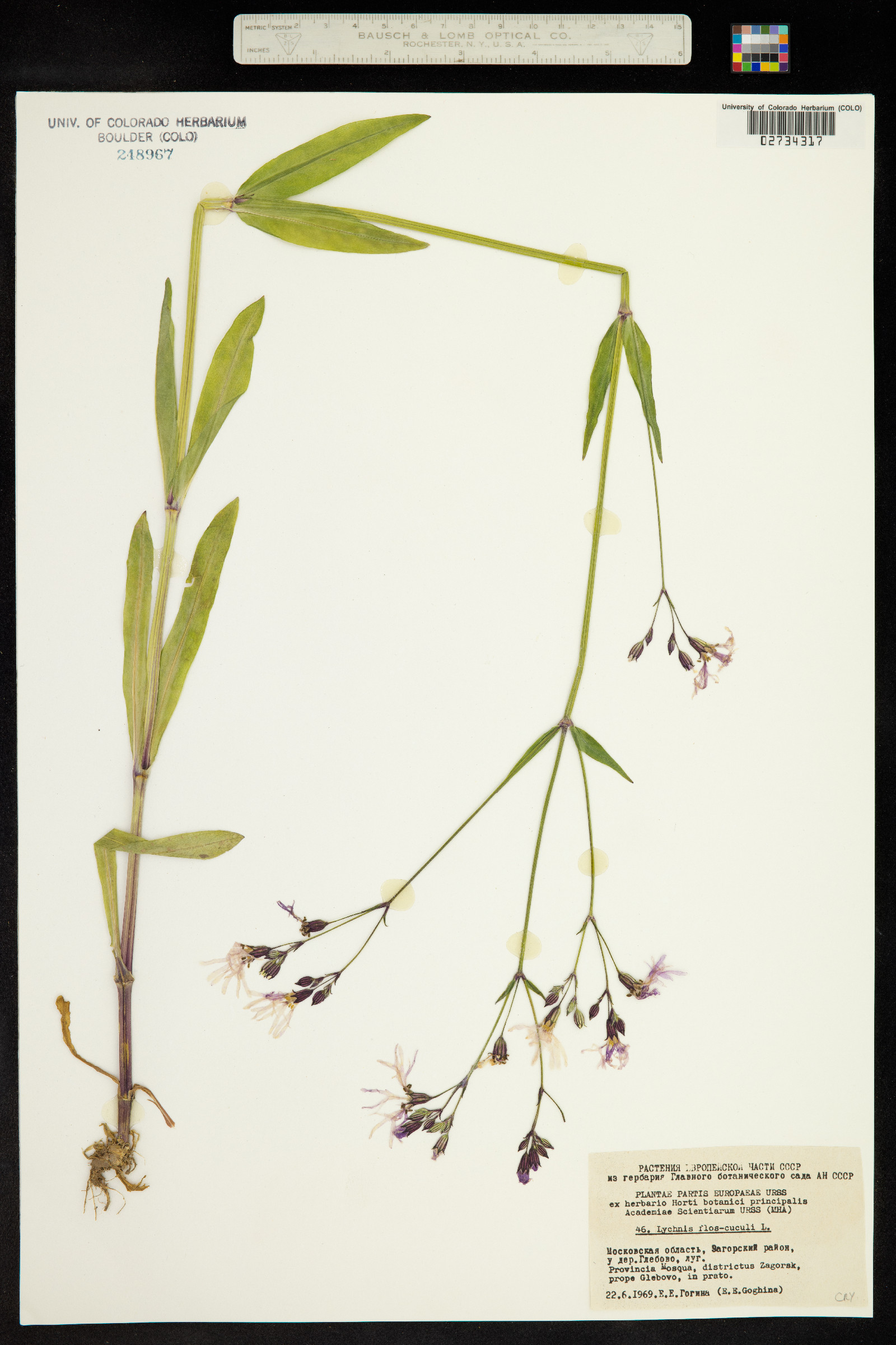Silene flos-cuculi image