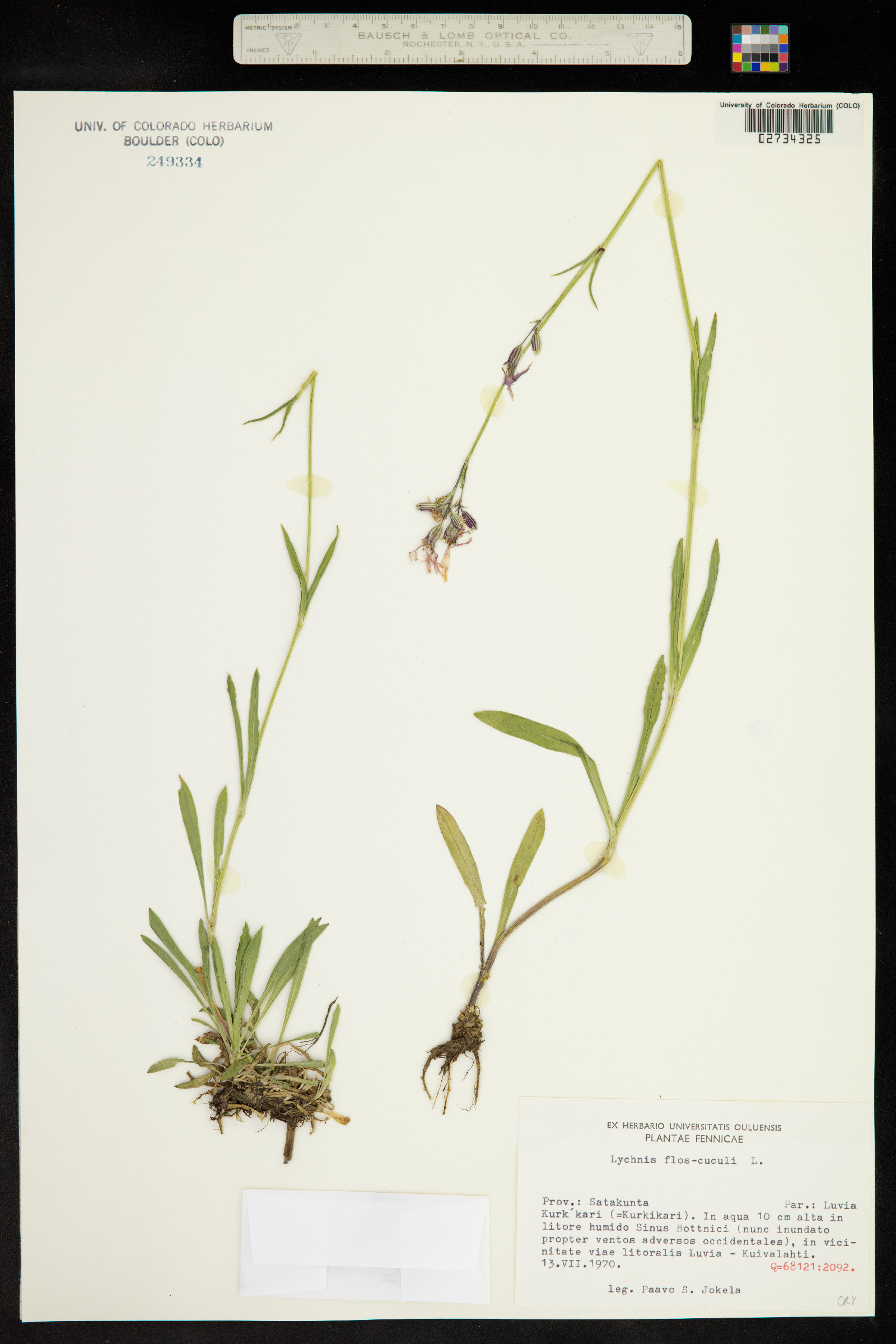 Silene flos-cuculi image