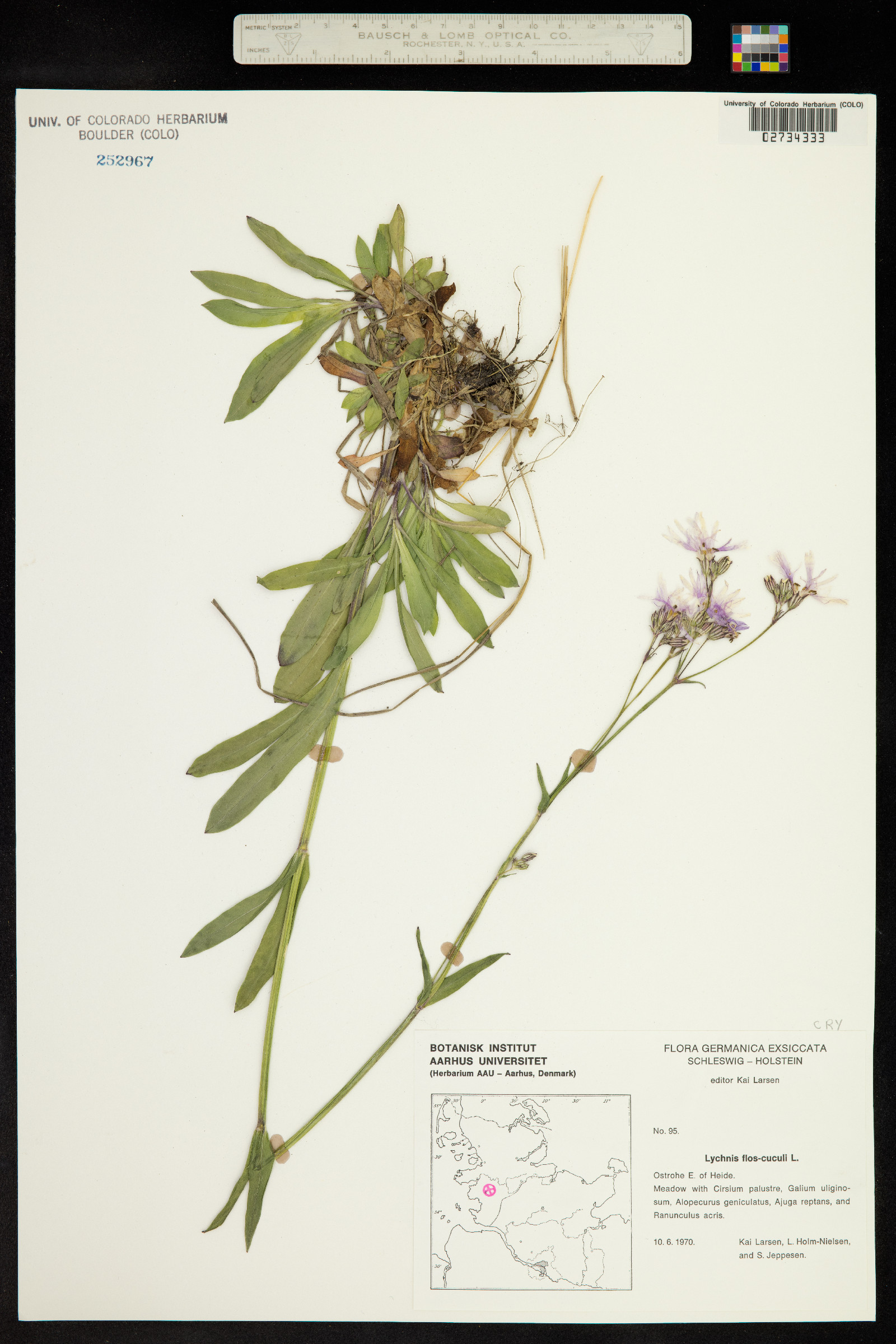 Silene flos-cuculi image