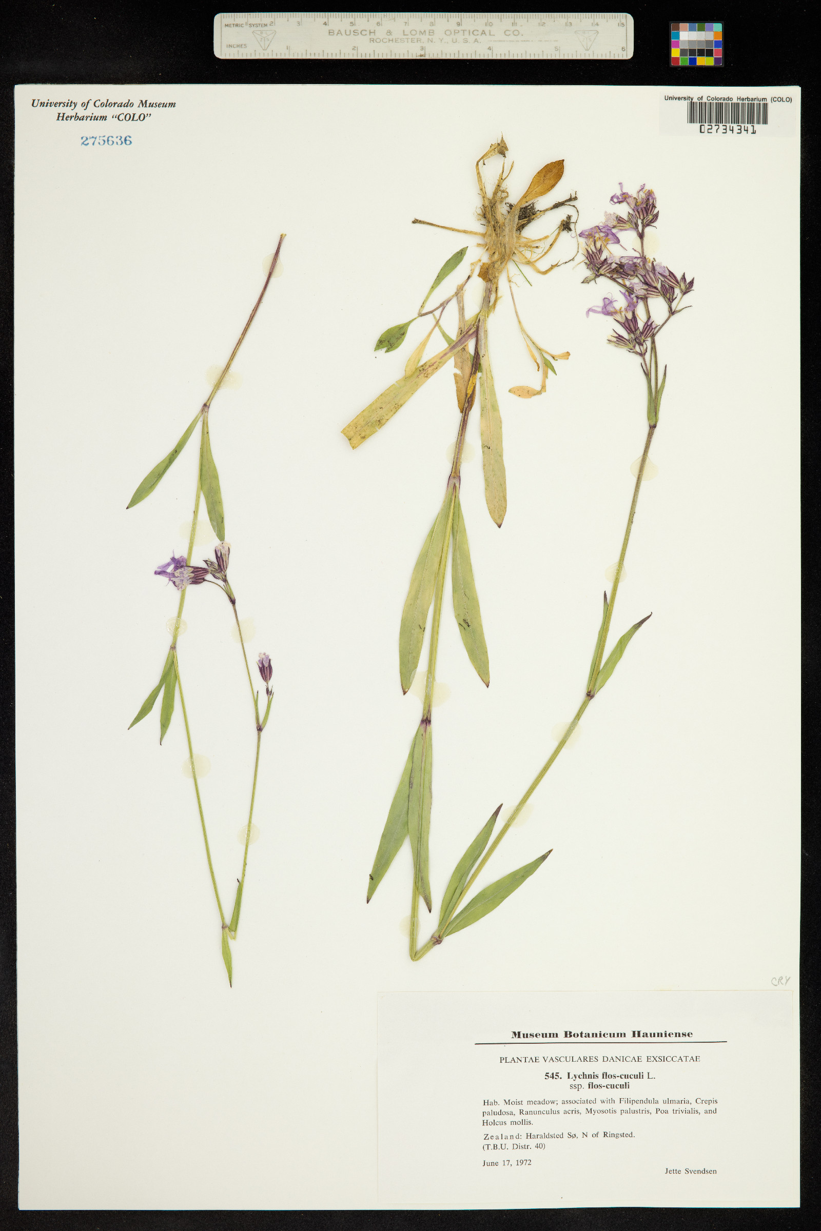 Silene flos-cuculi image