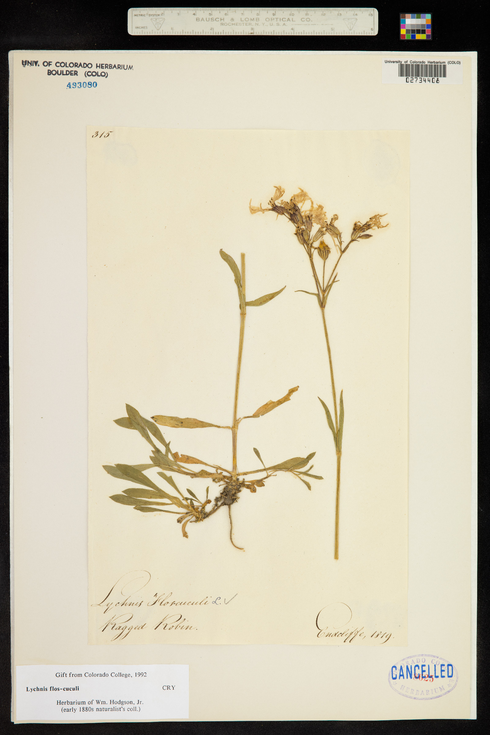 Silene flos-cuculi image