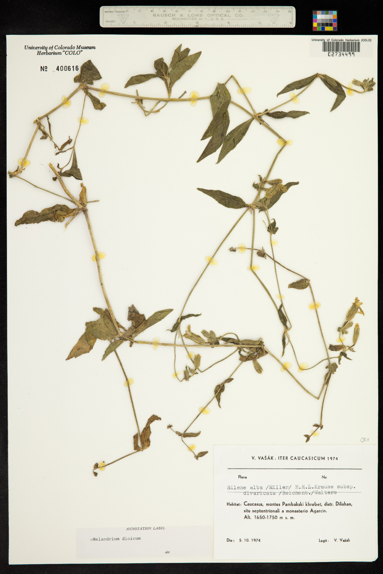 Silene dioica image