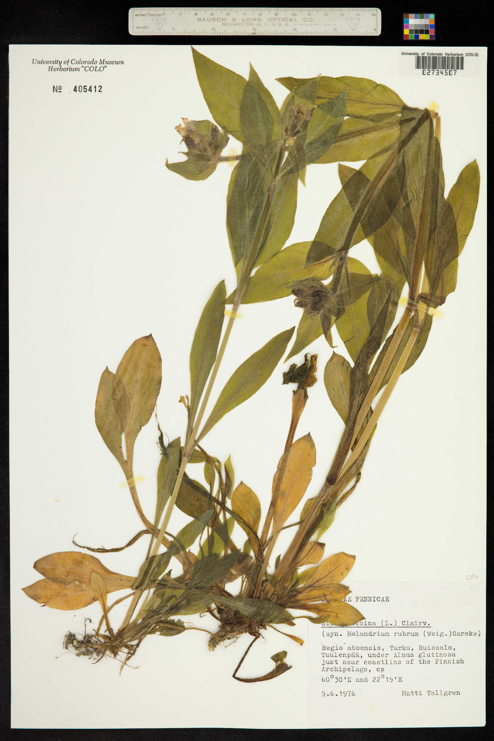 Silene dioica image