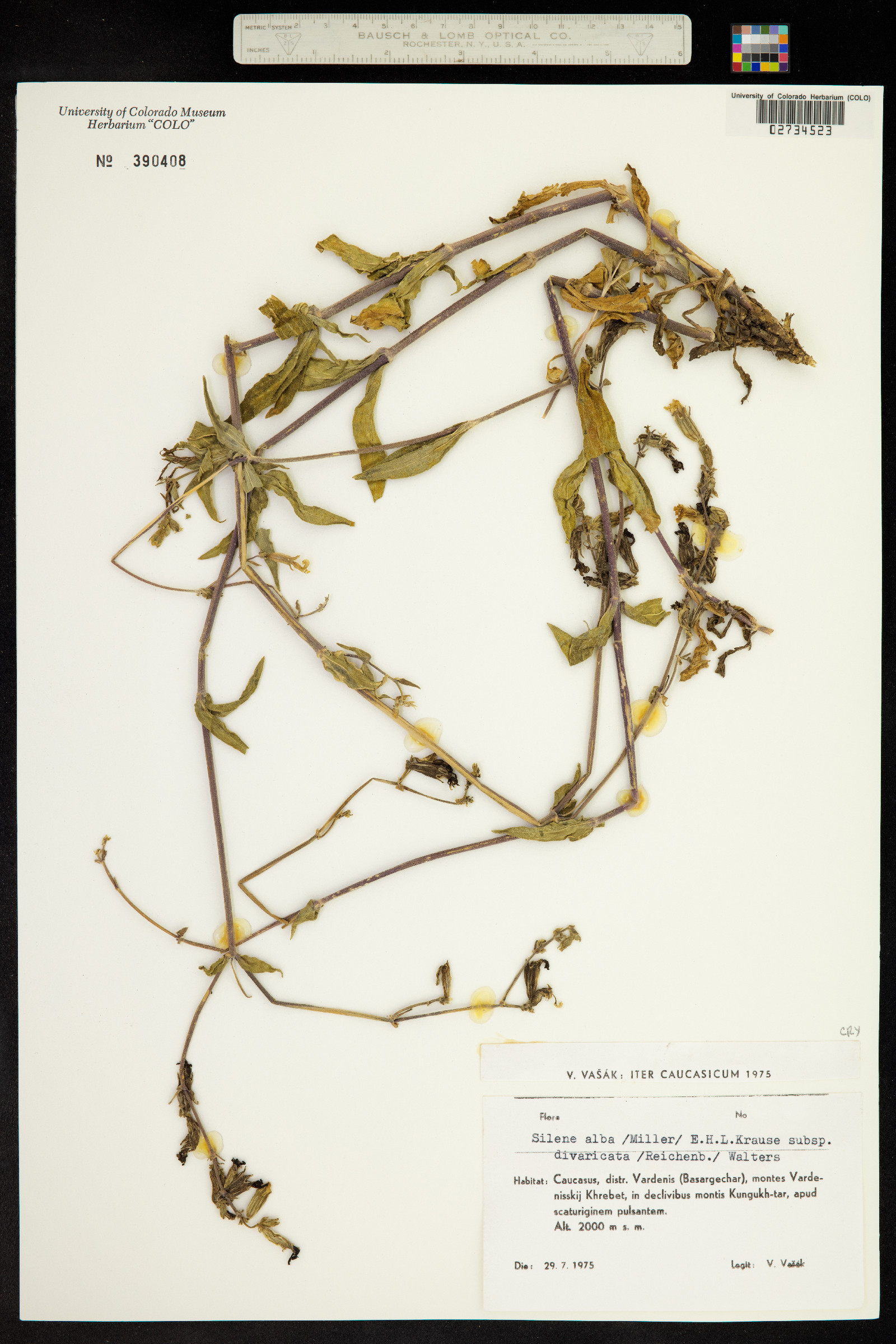 Silene dioica image