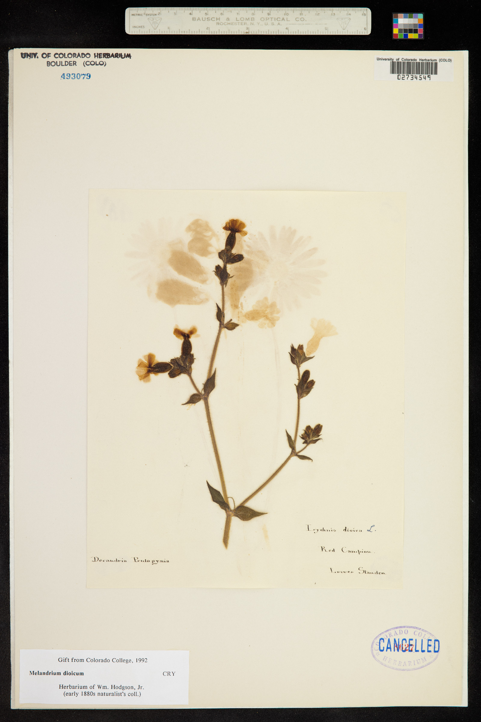 Silene dioica image