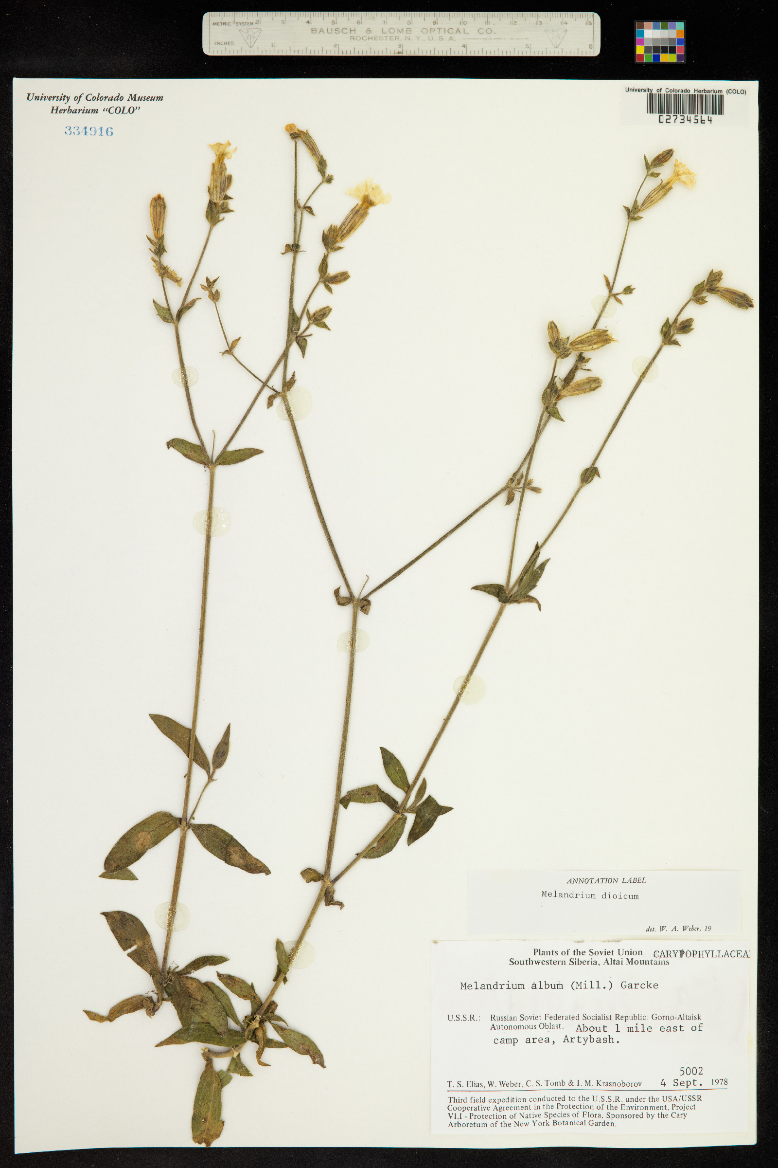 Silene dioica image