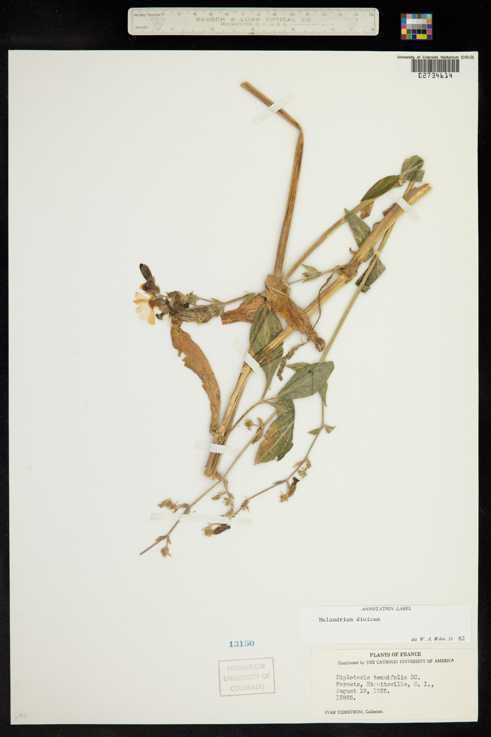 Silene dioica image