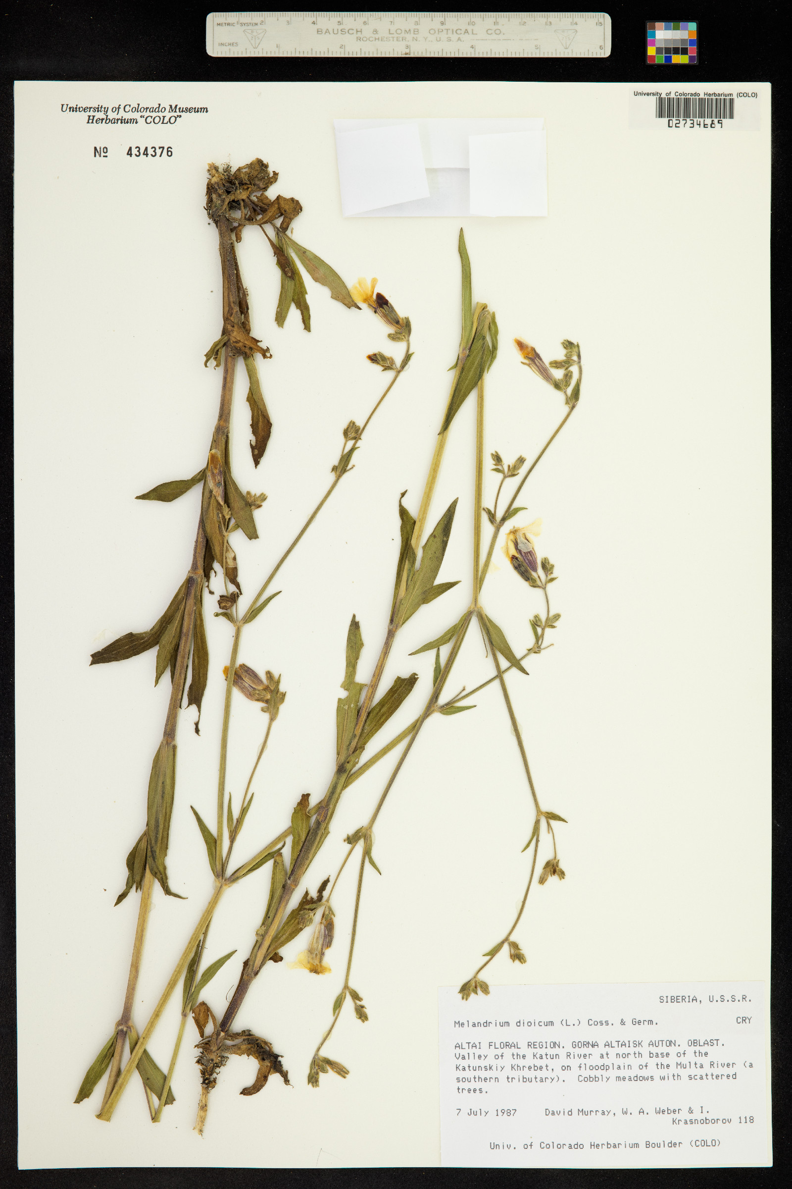 Silene dioica image