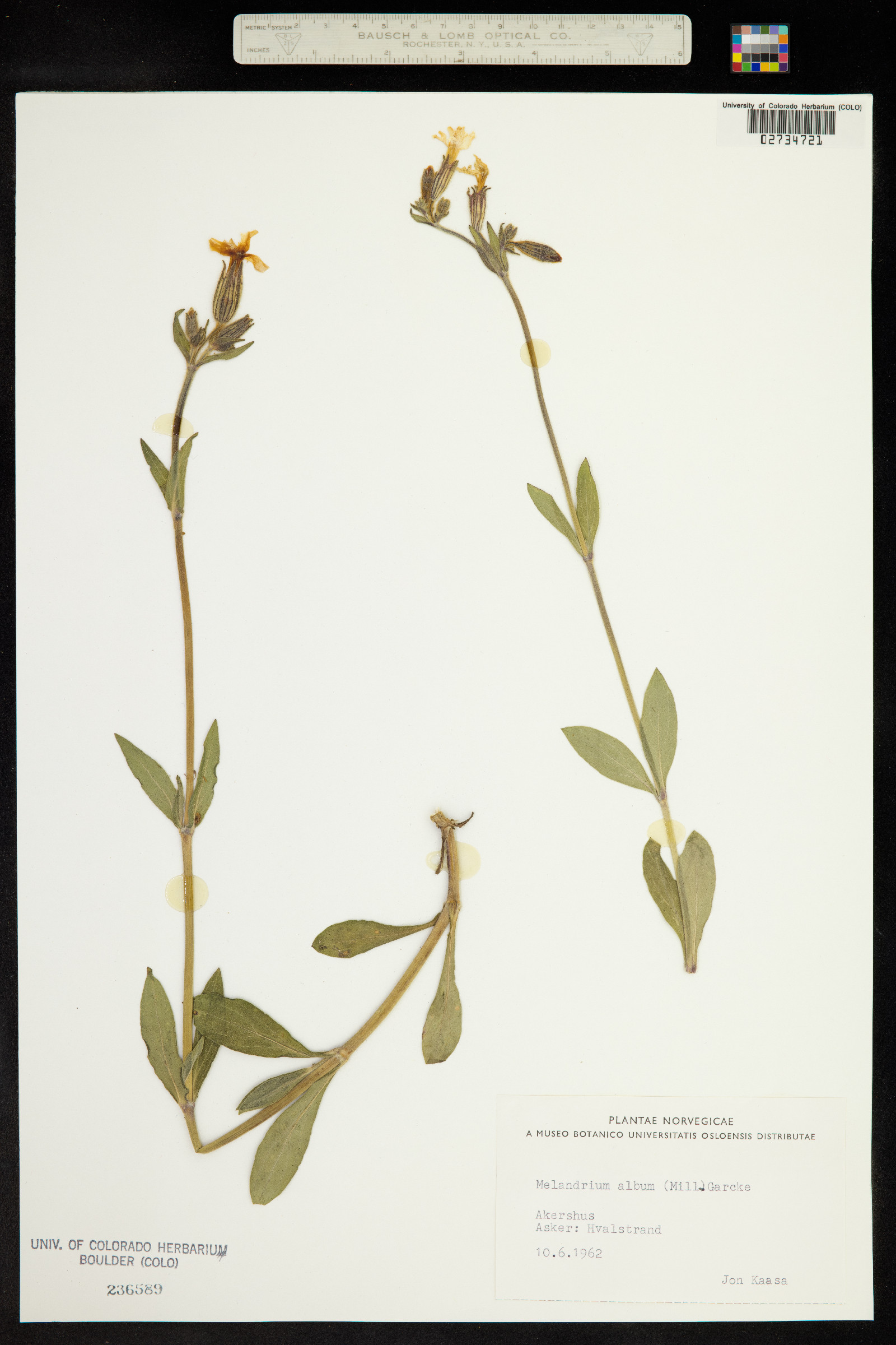 Silene dioica image