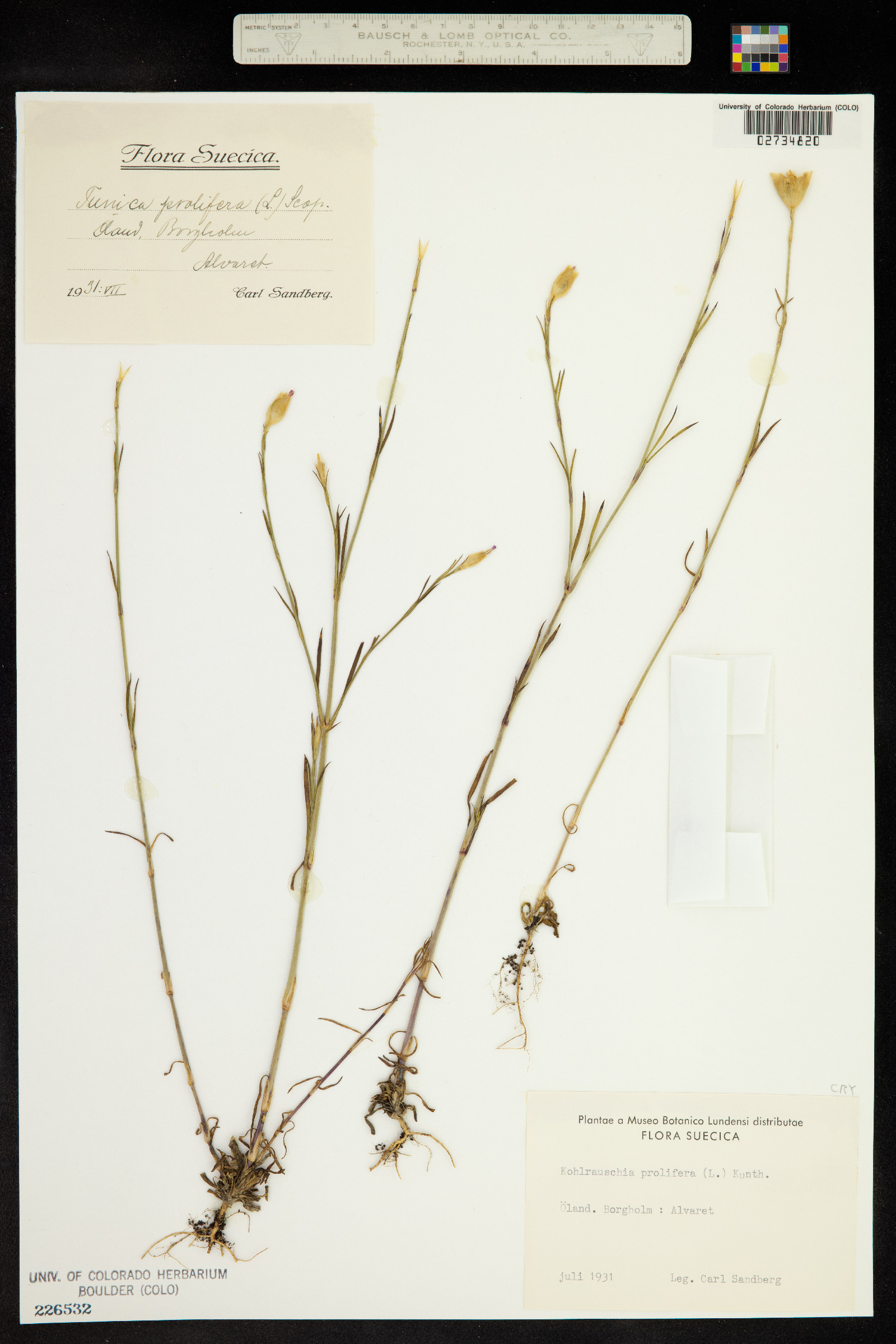 Petrorhagia prolifera image