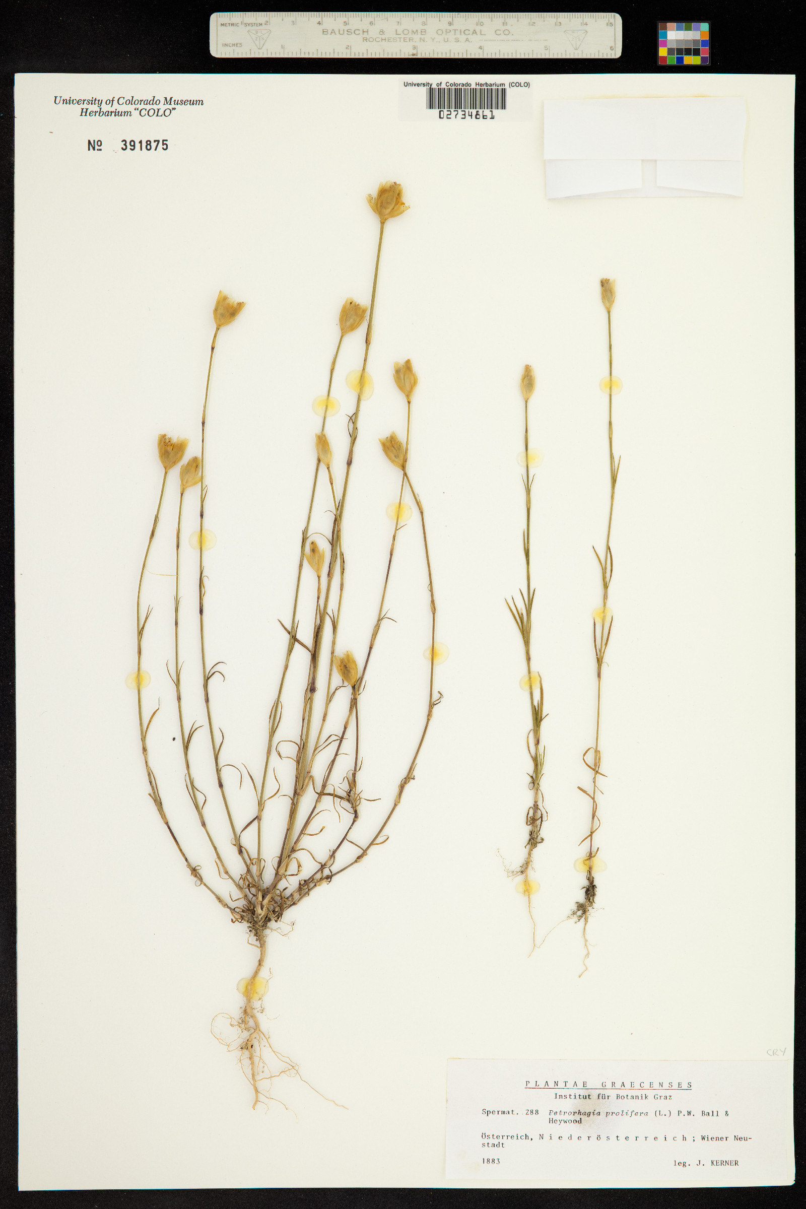Petrorhagia prolifera image