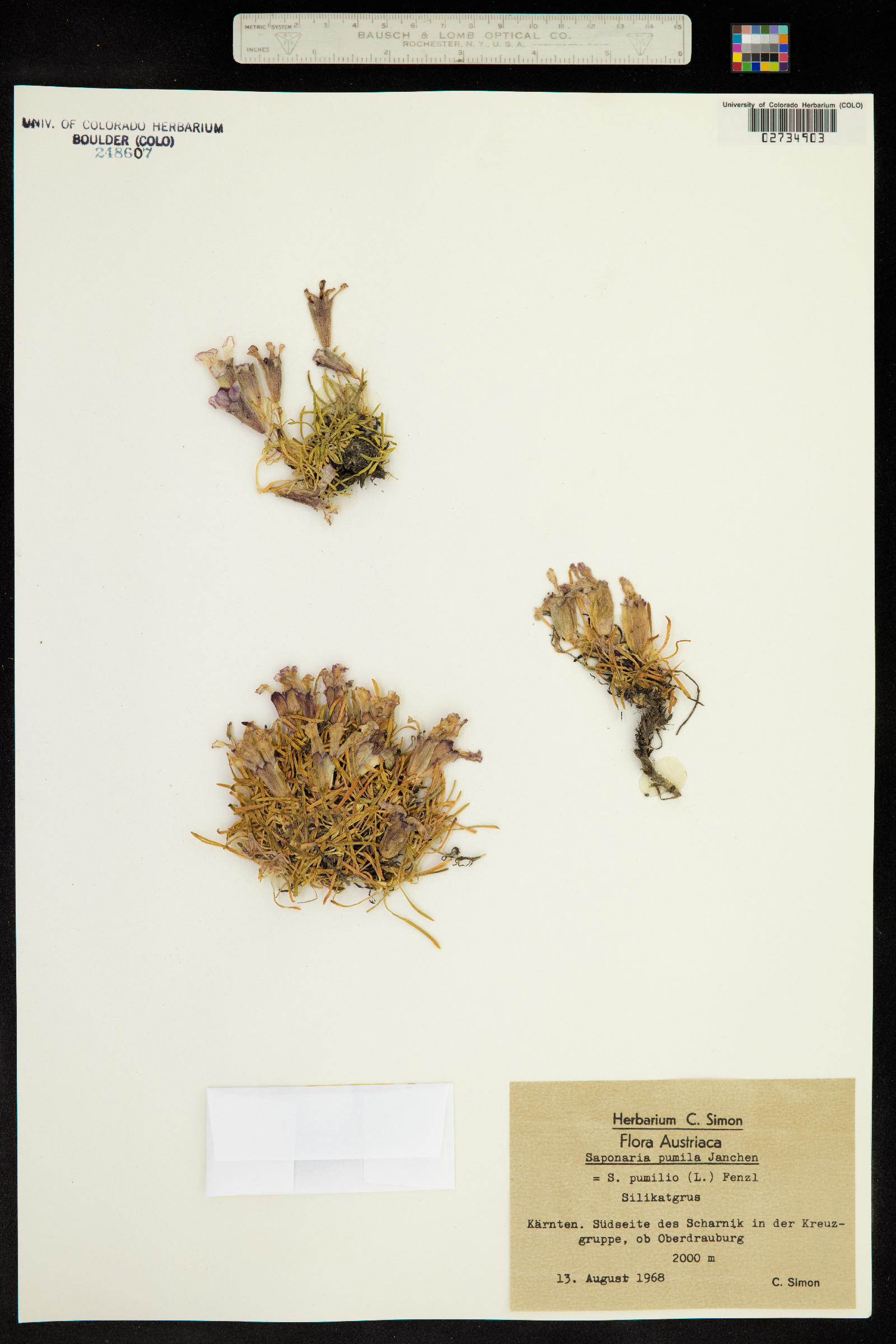 Saponaria pumila image