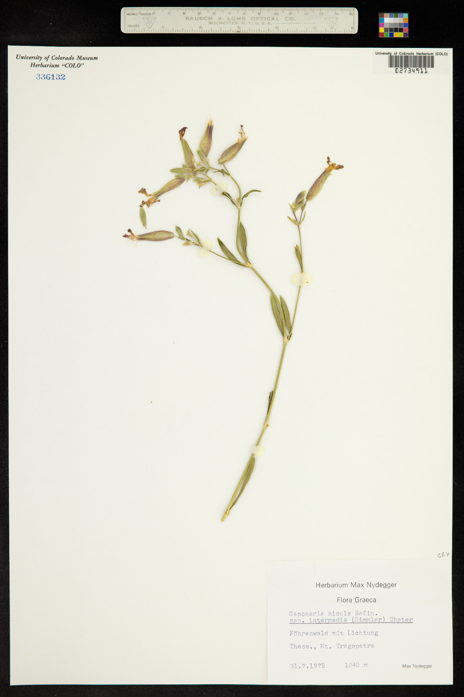 Saponaria sicula image