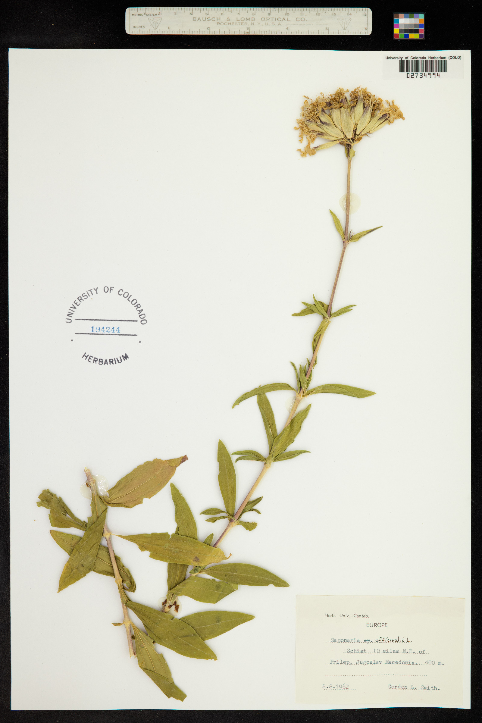 Saponaria officinalis image