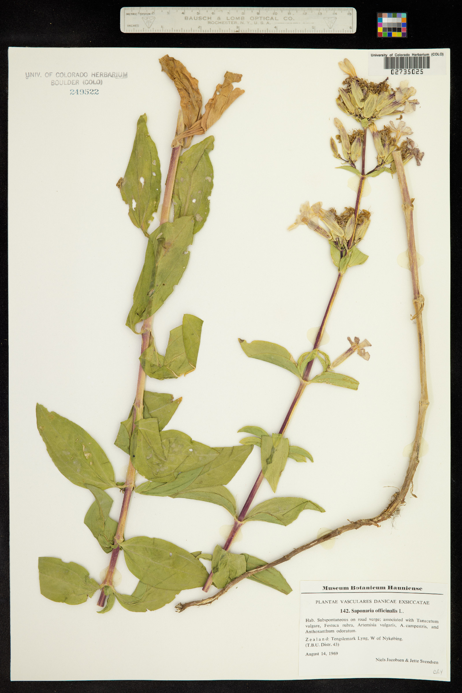 Saponaria officinalis image