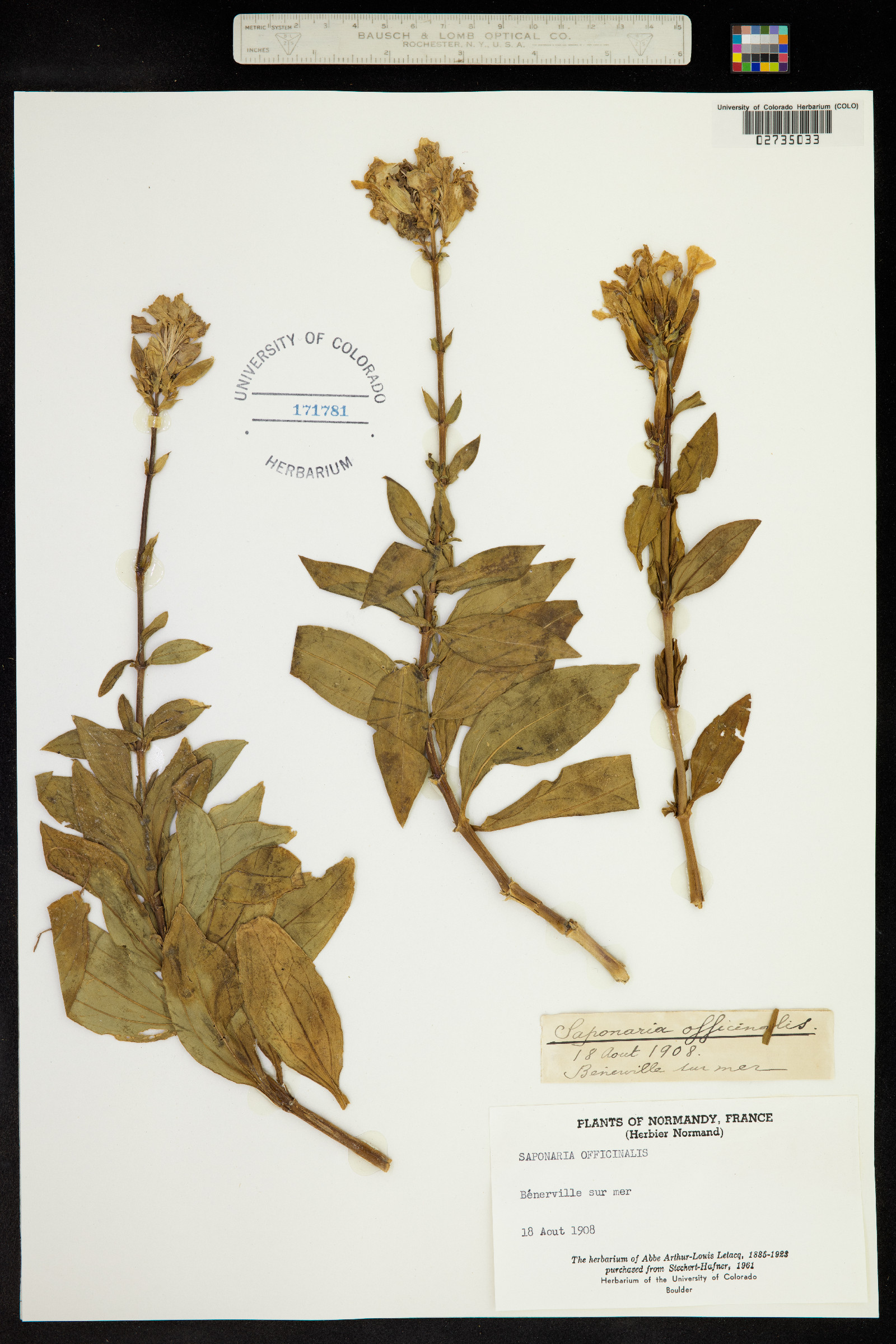 Saponaria officinalis image