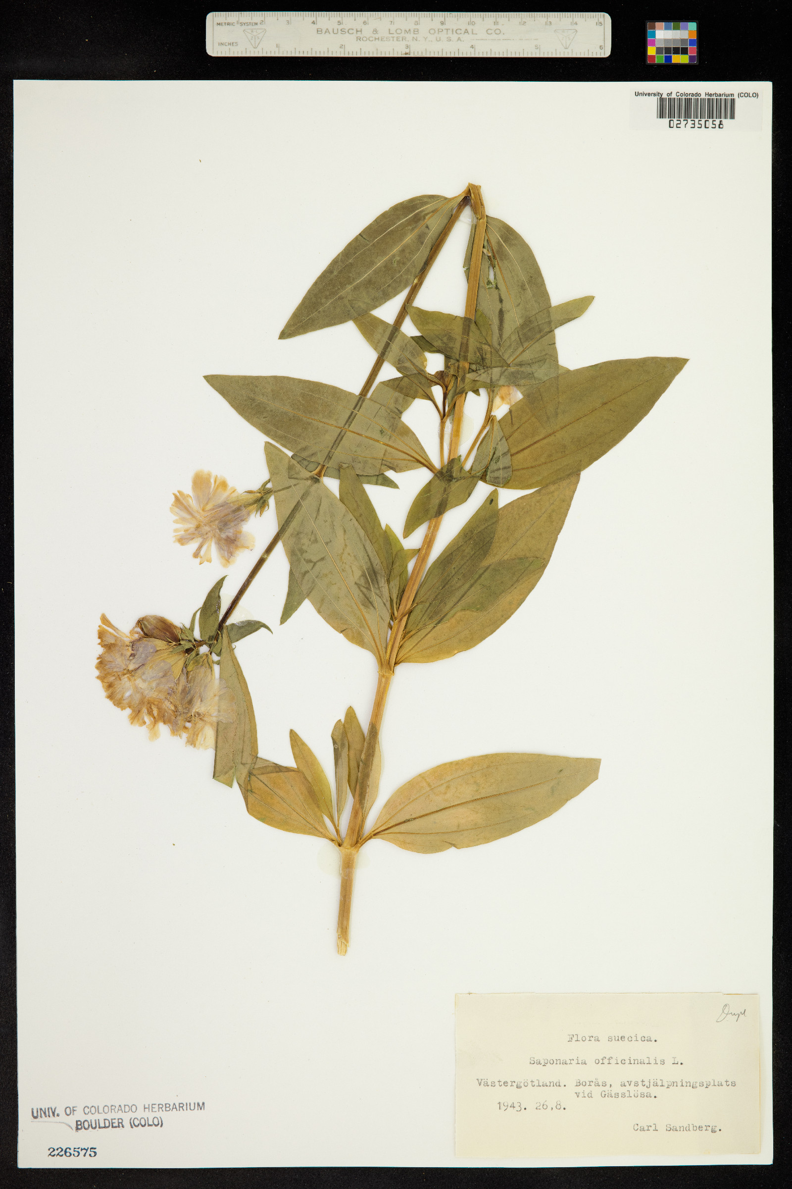 Saponaria officinalis image