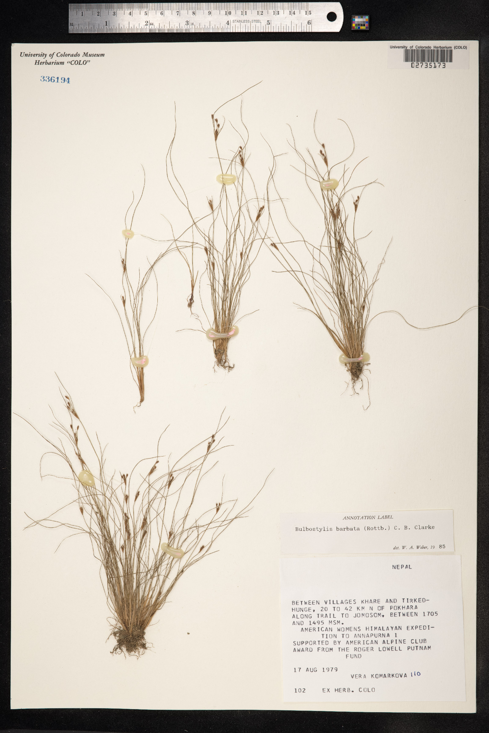 Bulbostylis barbata image