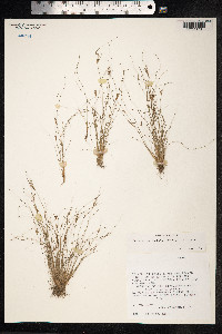 Bulbostylis barbata image