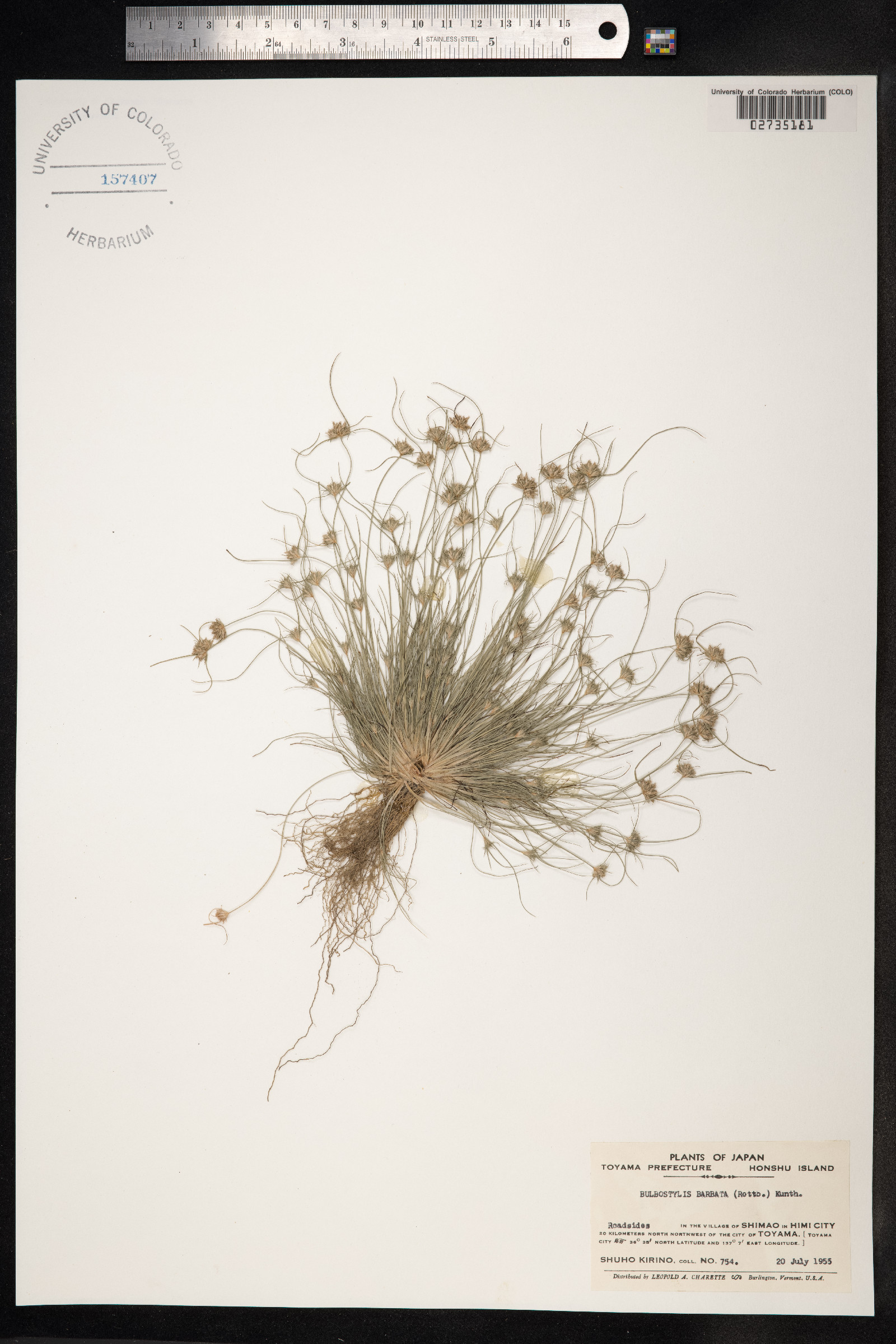 Bulbostylis barbata image