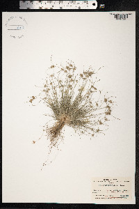 Bulbostylis barbata image