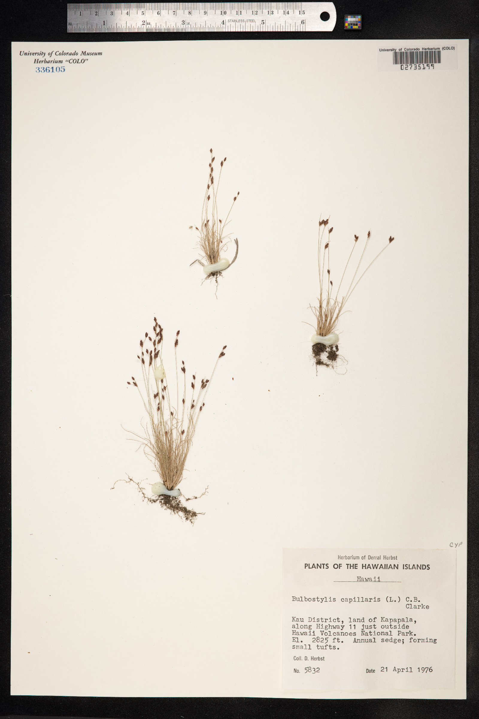 Bulbostylis capillaris image