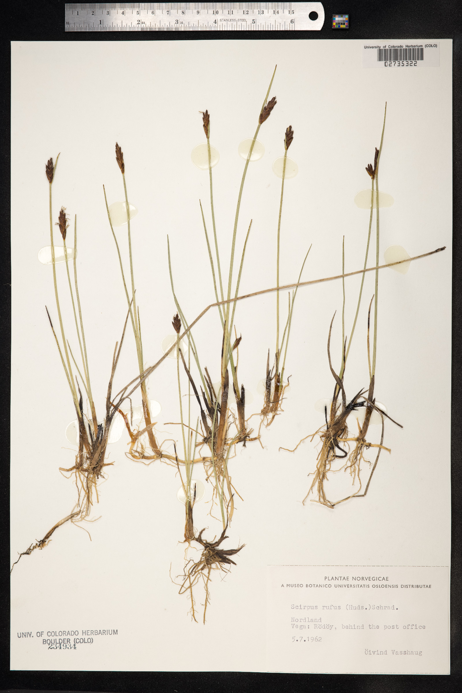 Blysmopsis rufa image