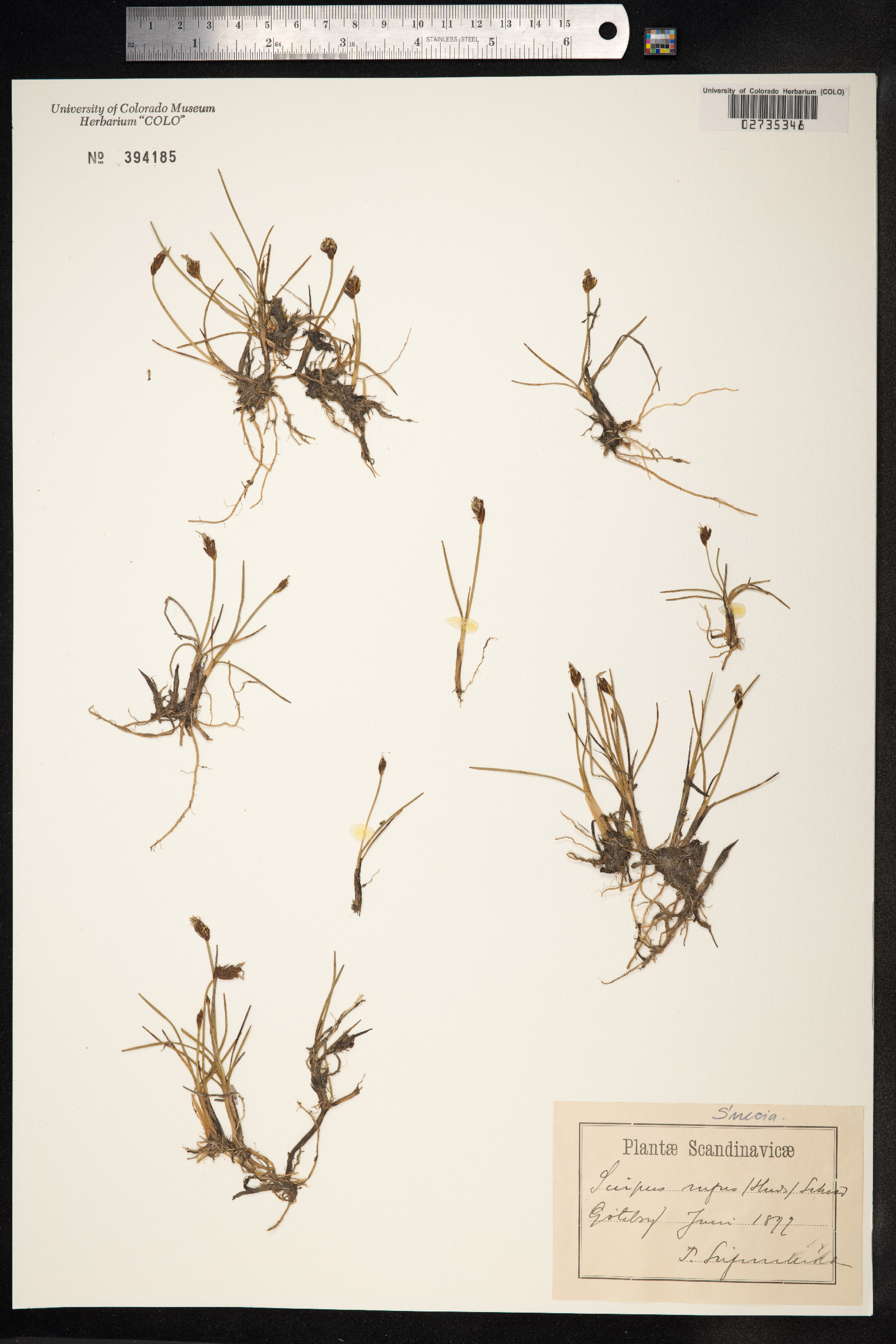Blysmopsis rufa image