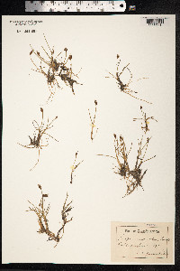 Blysmopsis rufa image